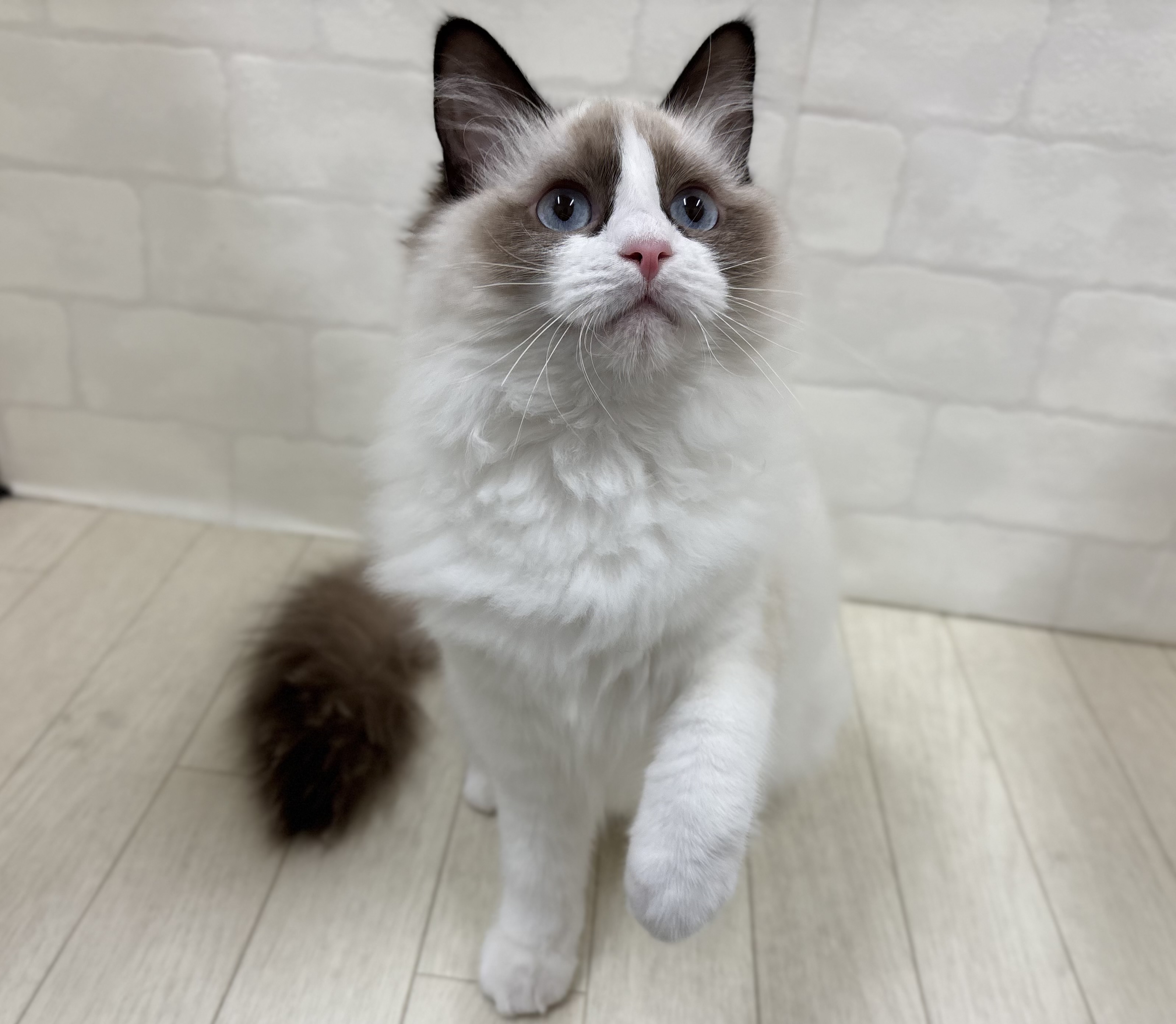 埼玉県のラグドール (ペッツワン大利根店/2025年6月20日生まれ/女の子/シールポイントバイカラー)の子猫の2枚目の画像