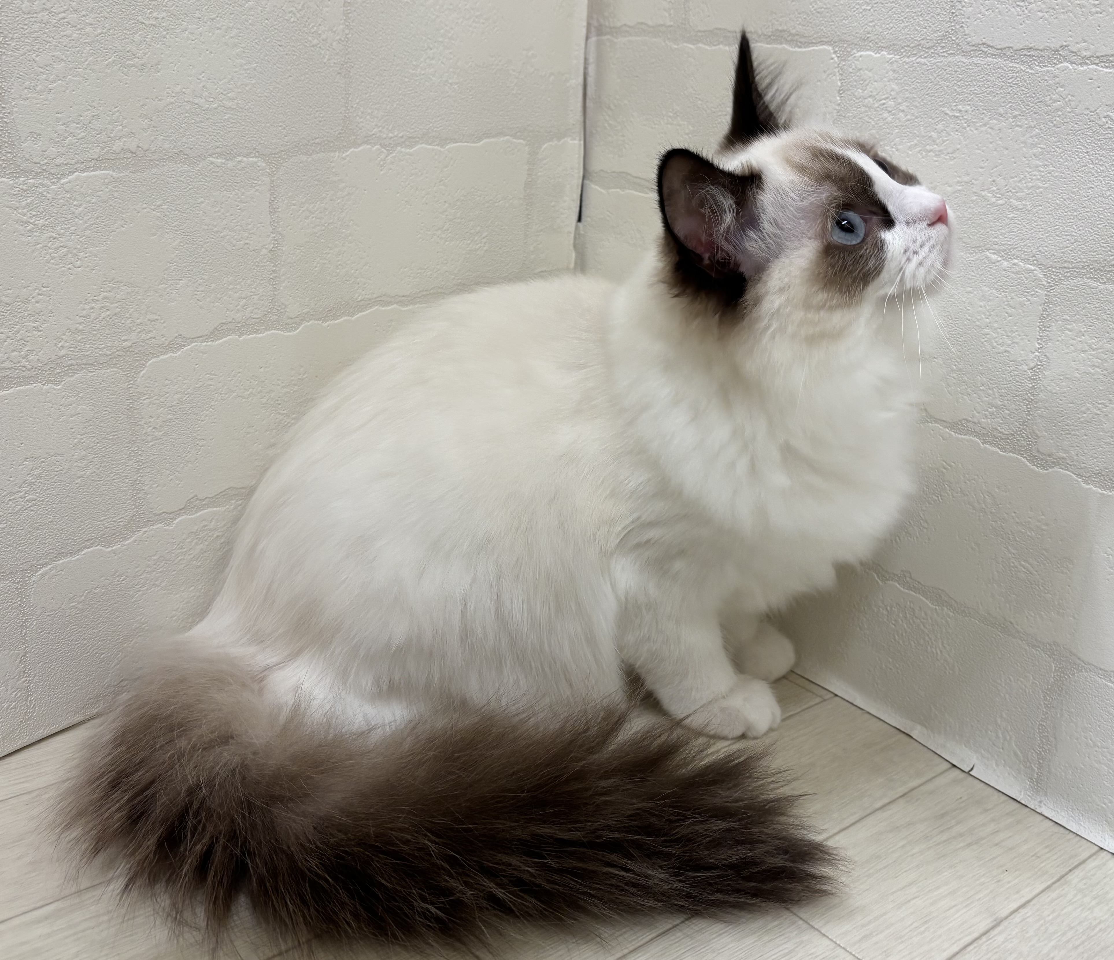 埼玉県のラグドール (ペッツワン大利根店/2025年6月20日生まれ/女の子/シールポイントバイカラー)の子猫の3枚目の画像