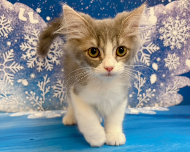 千葉県のラガマフィン (ペッツワン木更津金田店/2025年9月29日生まれ/男の子/ブルータビーホワイト)の子猫の1枚目の画像