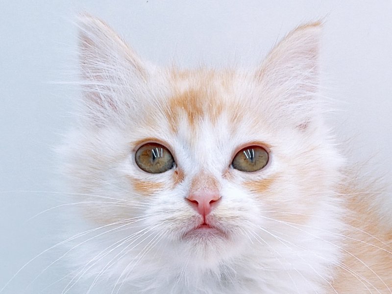 愛知県のラパーマ (ペッツワン小牧店/2025年10月5日生まれ/女の子/レッドタビーホワイト)の子猫