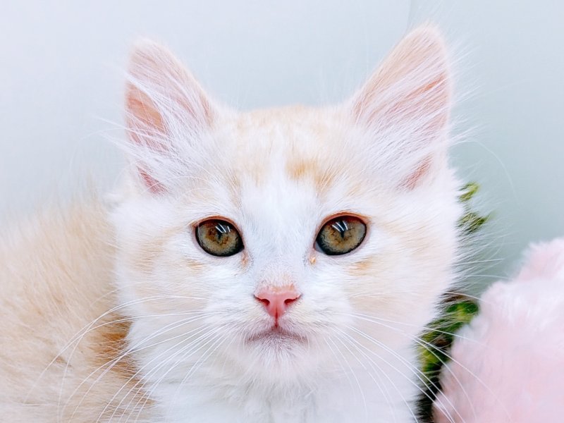 愛知県のラパーマ (ペッツワン小牧店/2025年10月5日生まれ/女の子/レッドタビーホワイト)の子猫