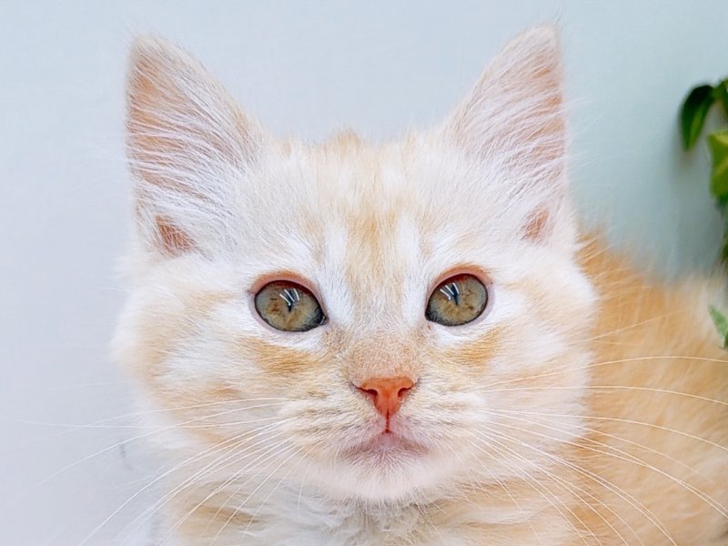 愛知県のラパーマ (ペッツワン小牧店/2025年10月5日生まれ/女の子/レッドタビー)の子猫