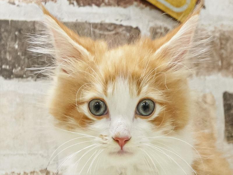 ネコ - 仙台富谷店 | ペッツワン