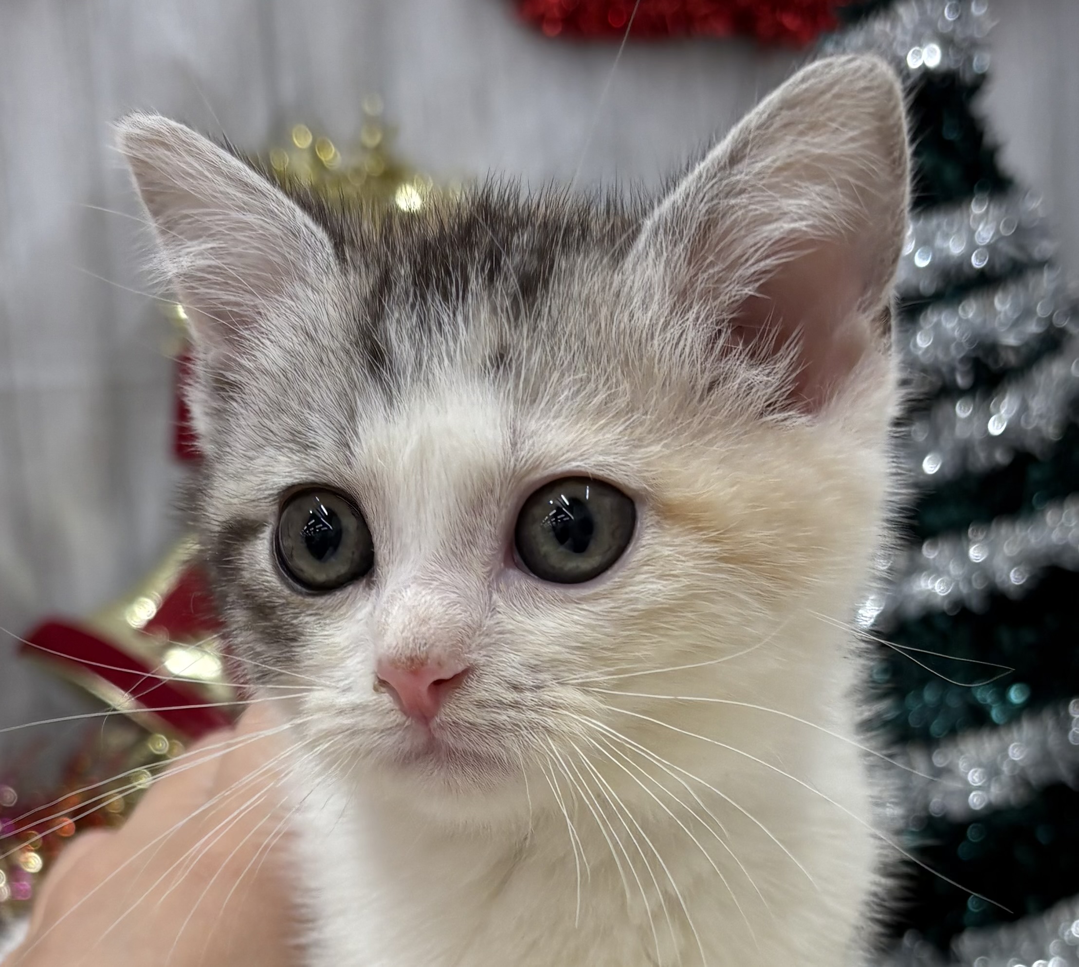 千葉県のマンチカン (ペッツワン佐倉店/2025年10月1日生まれ/女の子/シルバーパッチドタビーホワイト)の子猫