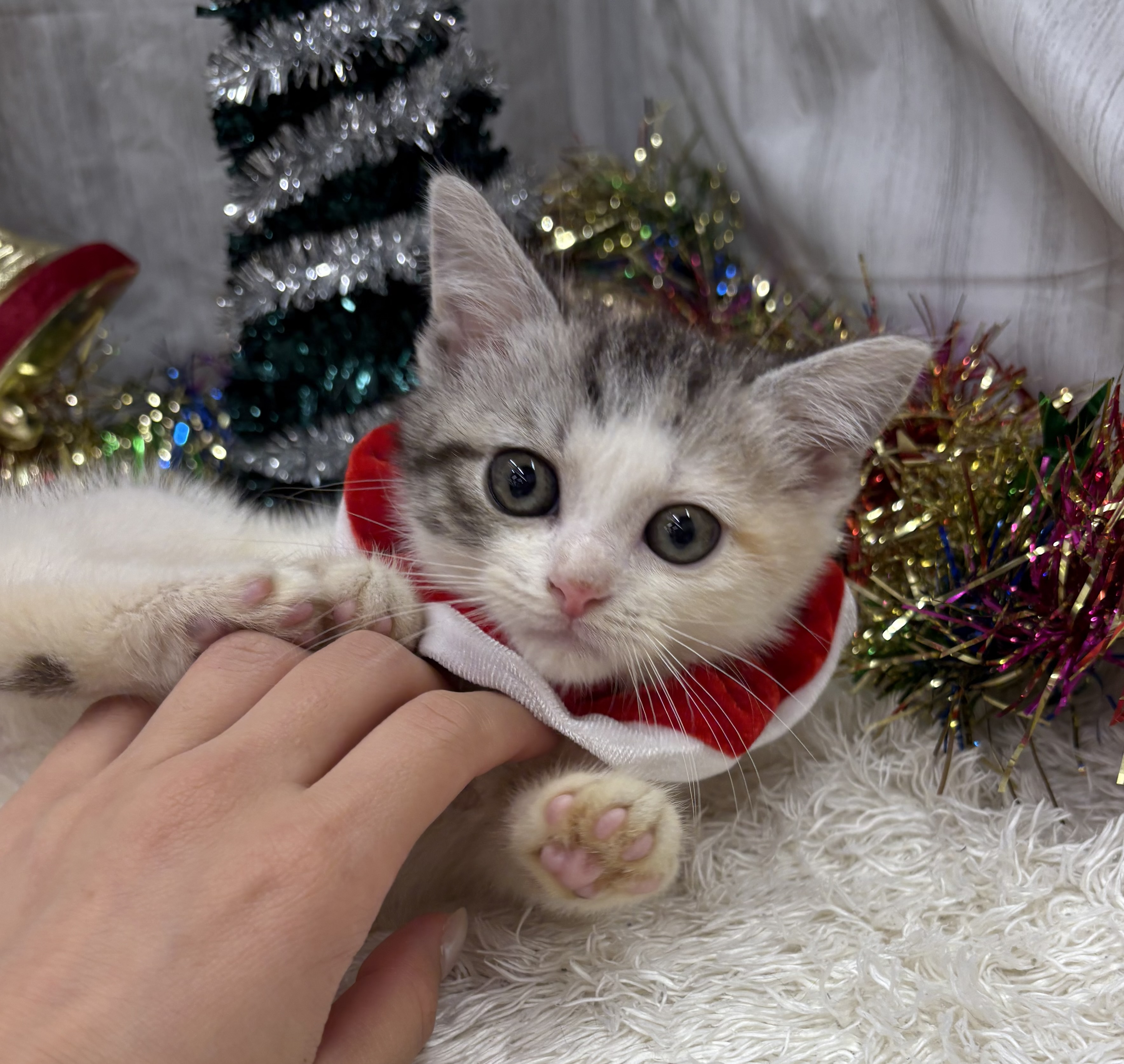 千葉県のマンチカン (ペッツワン佐倉店/2025年10月1日生まれ/女の子/シルバーパッチドタビーホワイト)の子猫の3枚目の画像