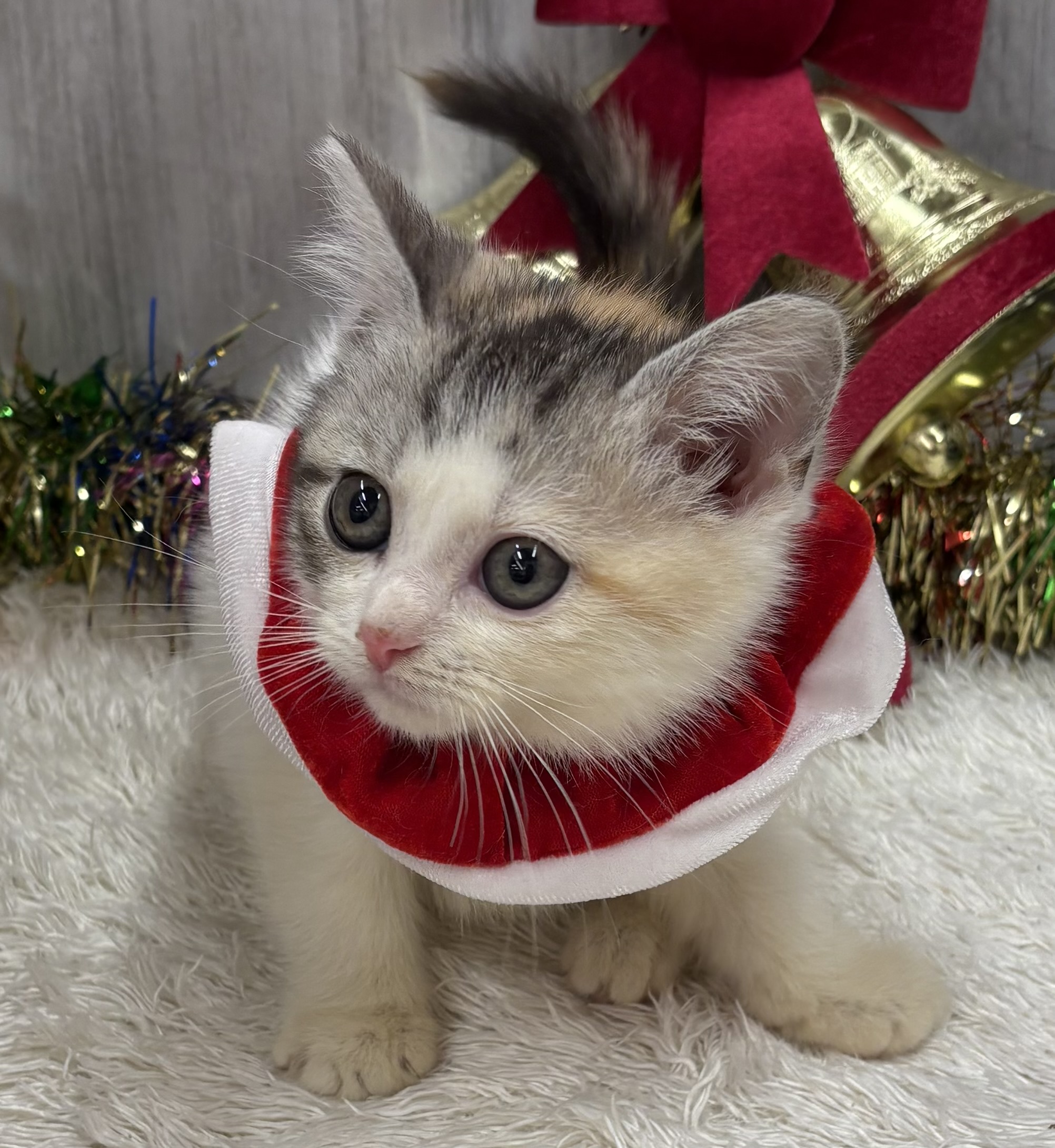 千葉県のマンチカン (ペッツワン佐倉店/2025年10月1日生まれ/女の子/シルバーパッチドタビーホワイト)の子猫の2枚目の画像