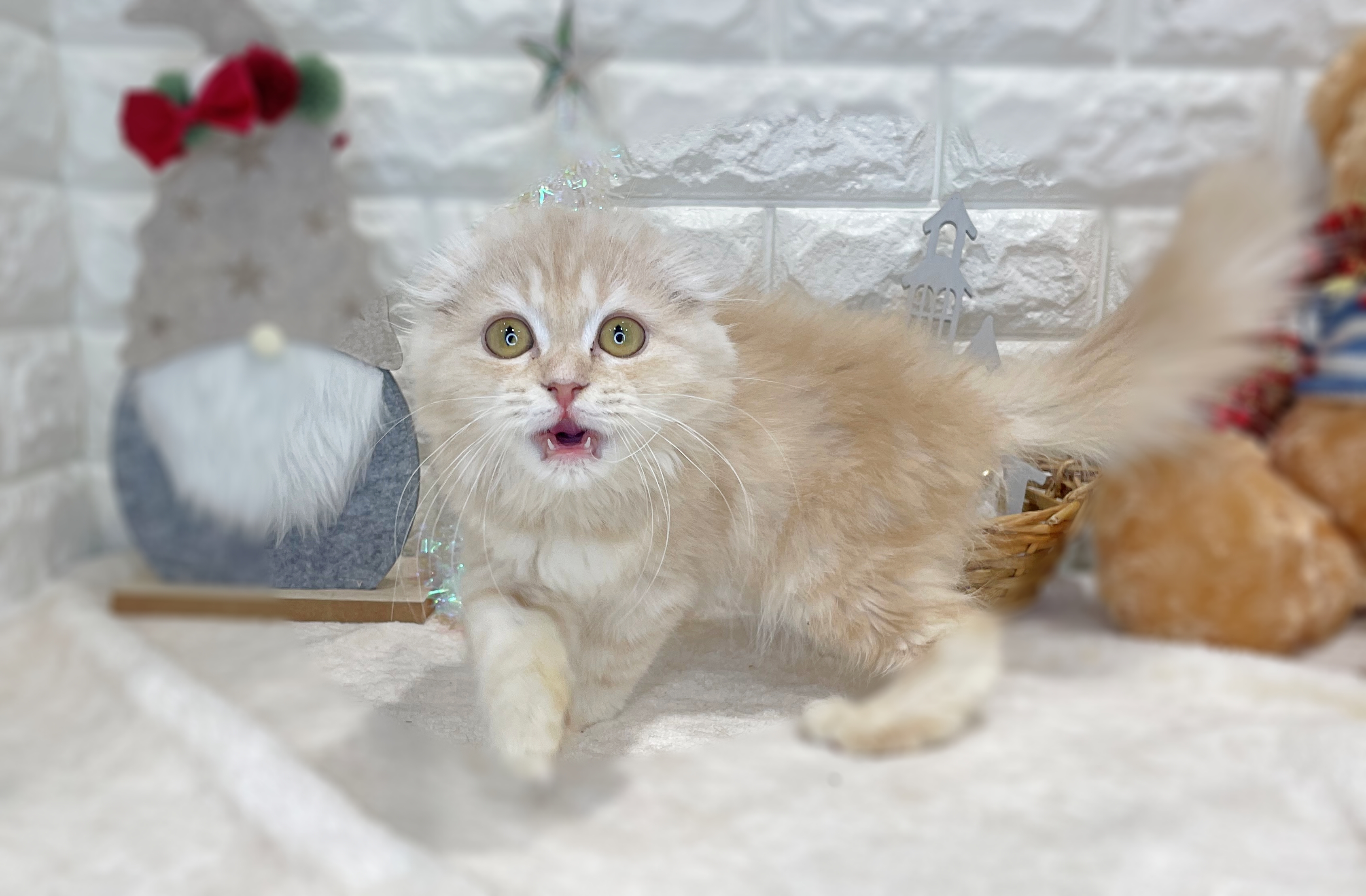 京都府のスコティッシュフォールド (ペッツワン亀岡店/2025年8月3日生まれ/女の子/カメオタビー)の子猫の2枚目の画像