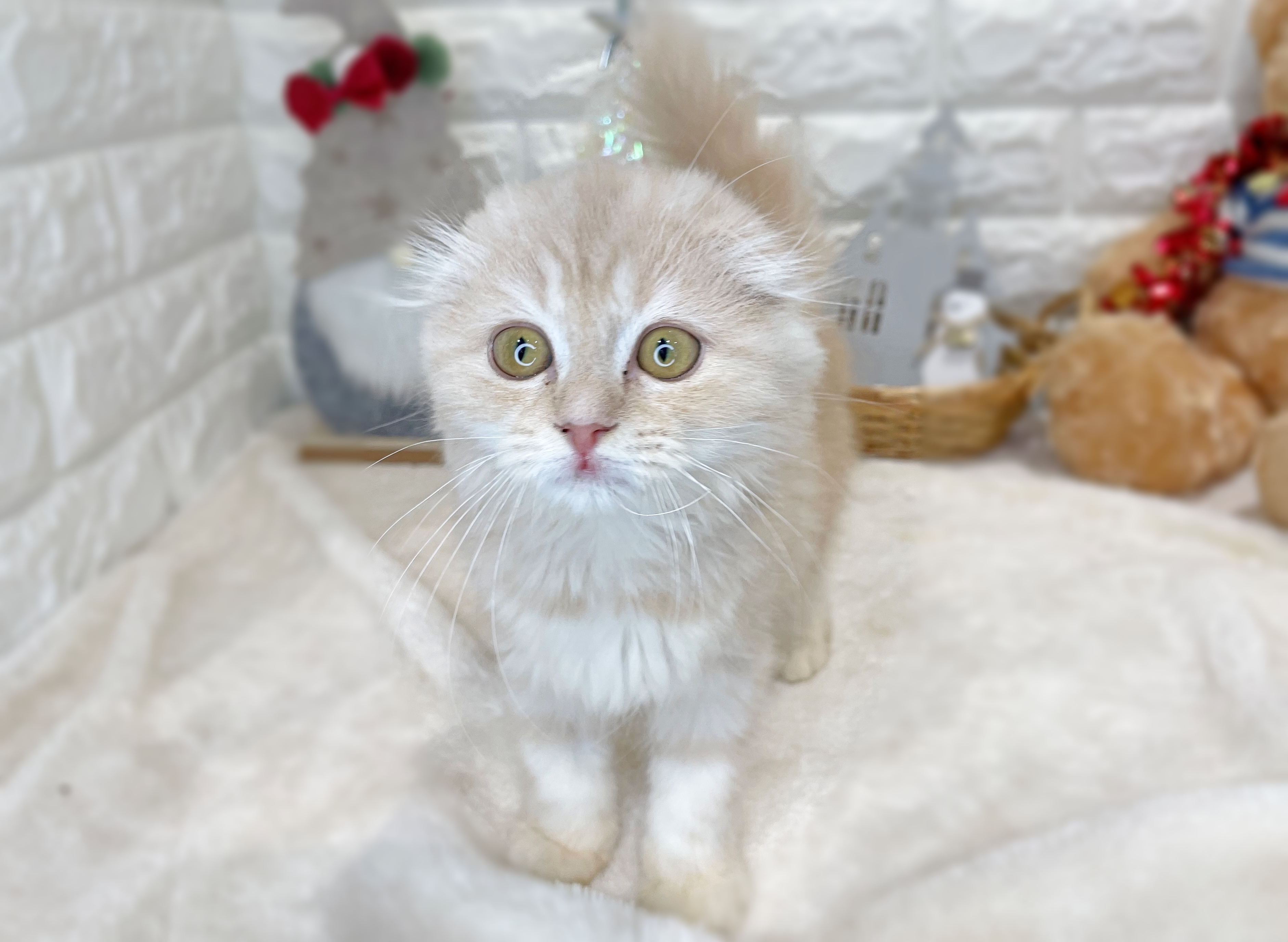 京都府のスコティッシュフォールド (ペッツワン亀岡店/2025年8月3日生まれ/女の子/カメオタビー)の子猫の1枚目の画像