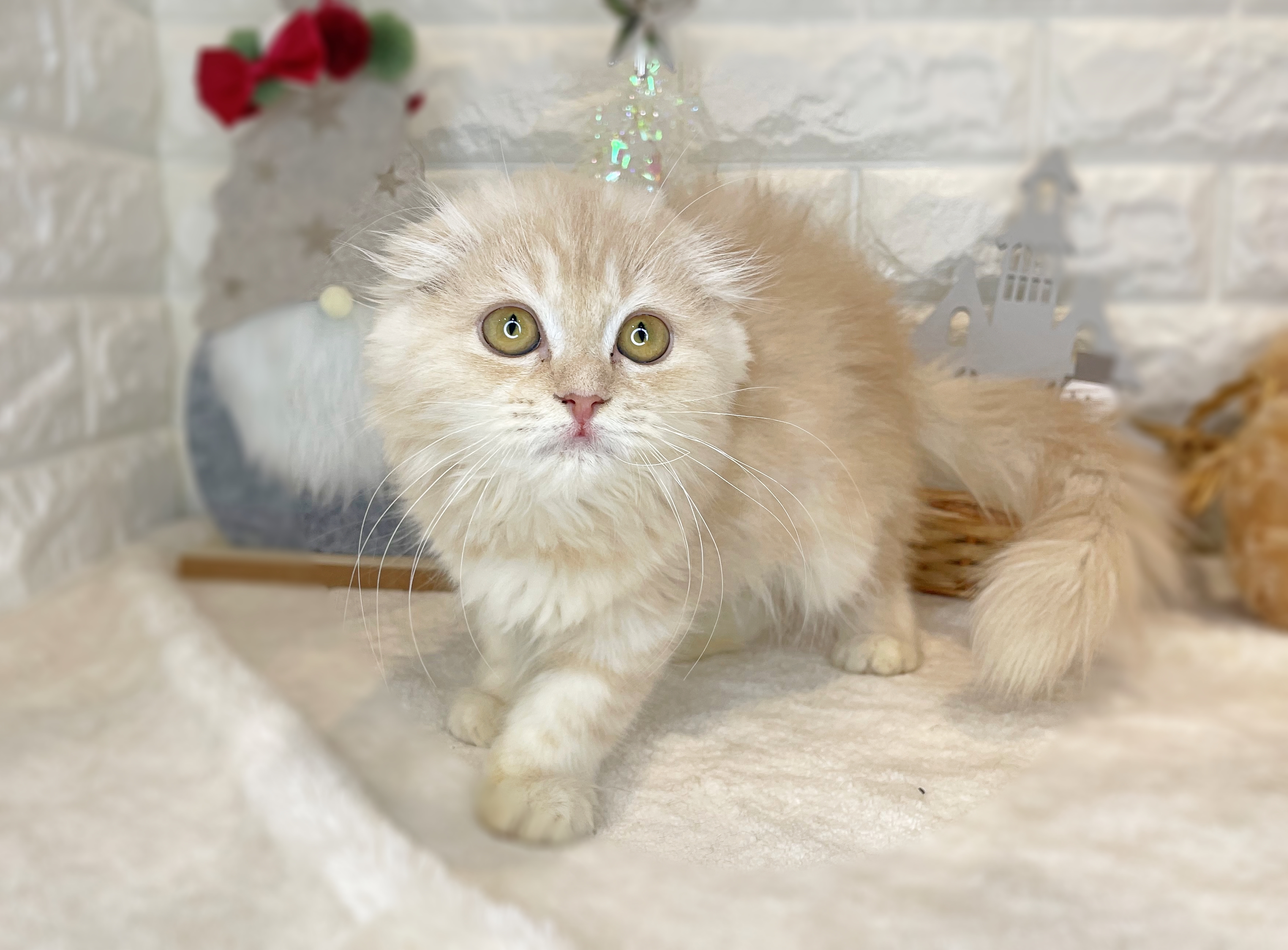 京都府のスコティッシュフォールド (ペッツワン亀岡店/2025年8月3日生まれ/女の子/カメオタビー)の子猫の3枚目の画像