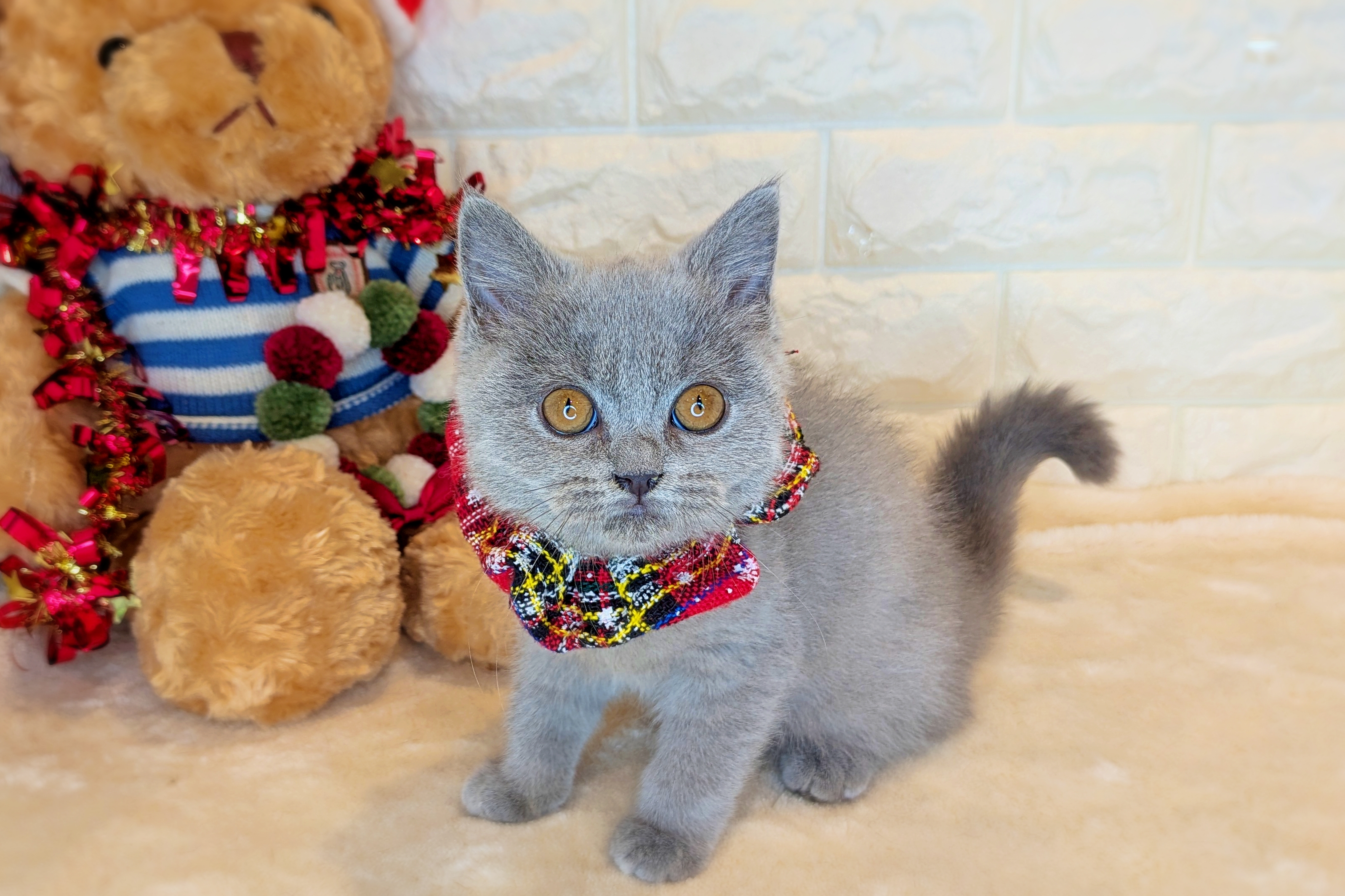 京都府のブリティッシュショートヘアー (ペッツワン亀岡店/2025年8月13日生まれ/女の子/ブルー)の子猫の3枚目の画像