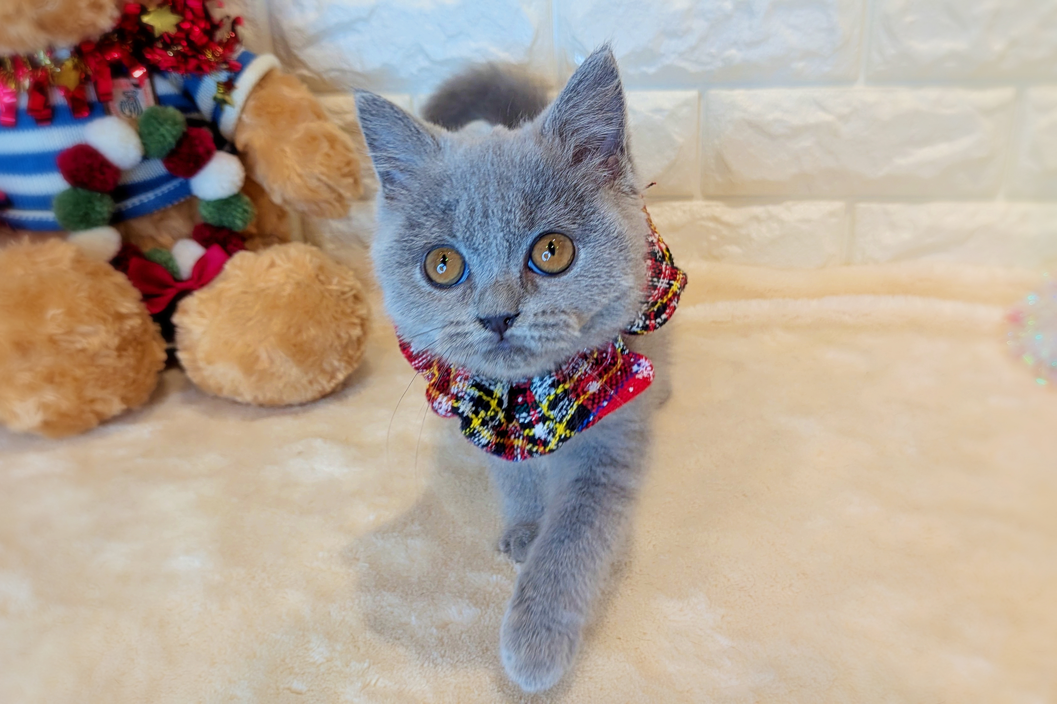 京都府のブリティッシュショートヘアー (ペッツワン亀岡店/2025年8月13日生まれ/女の子/ブルー)の子猫の1枚目の画像