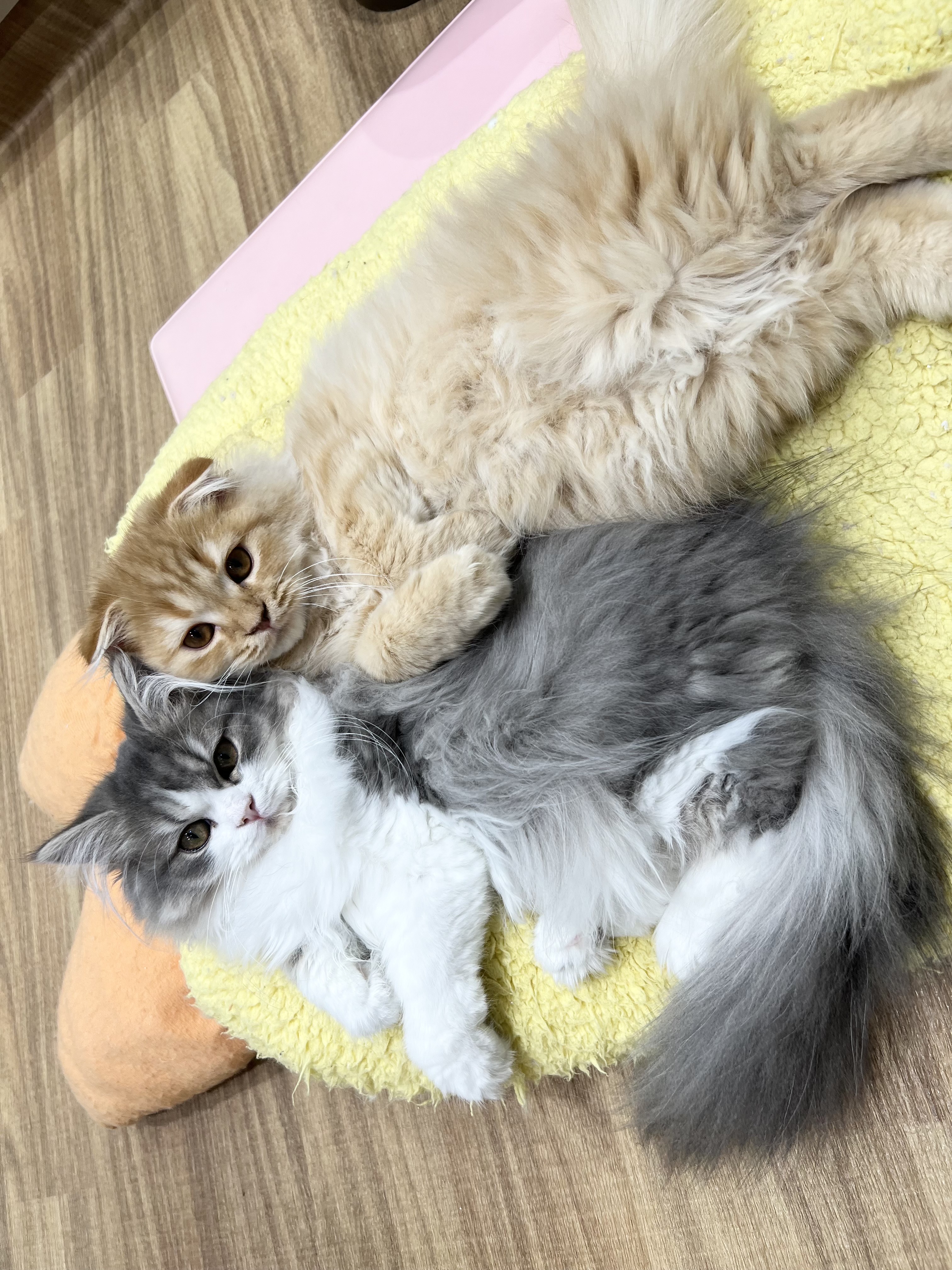 愛知県のスコティッシュフォールド (ペッツワン名古屋堀田店/2025年8月18日生まれ/女の子/レッドタビー)の子猫の3枚目の画像