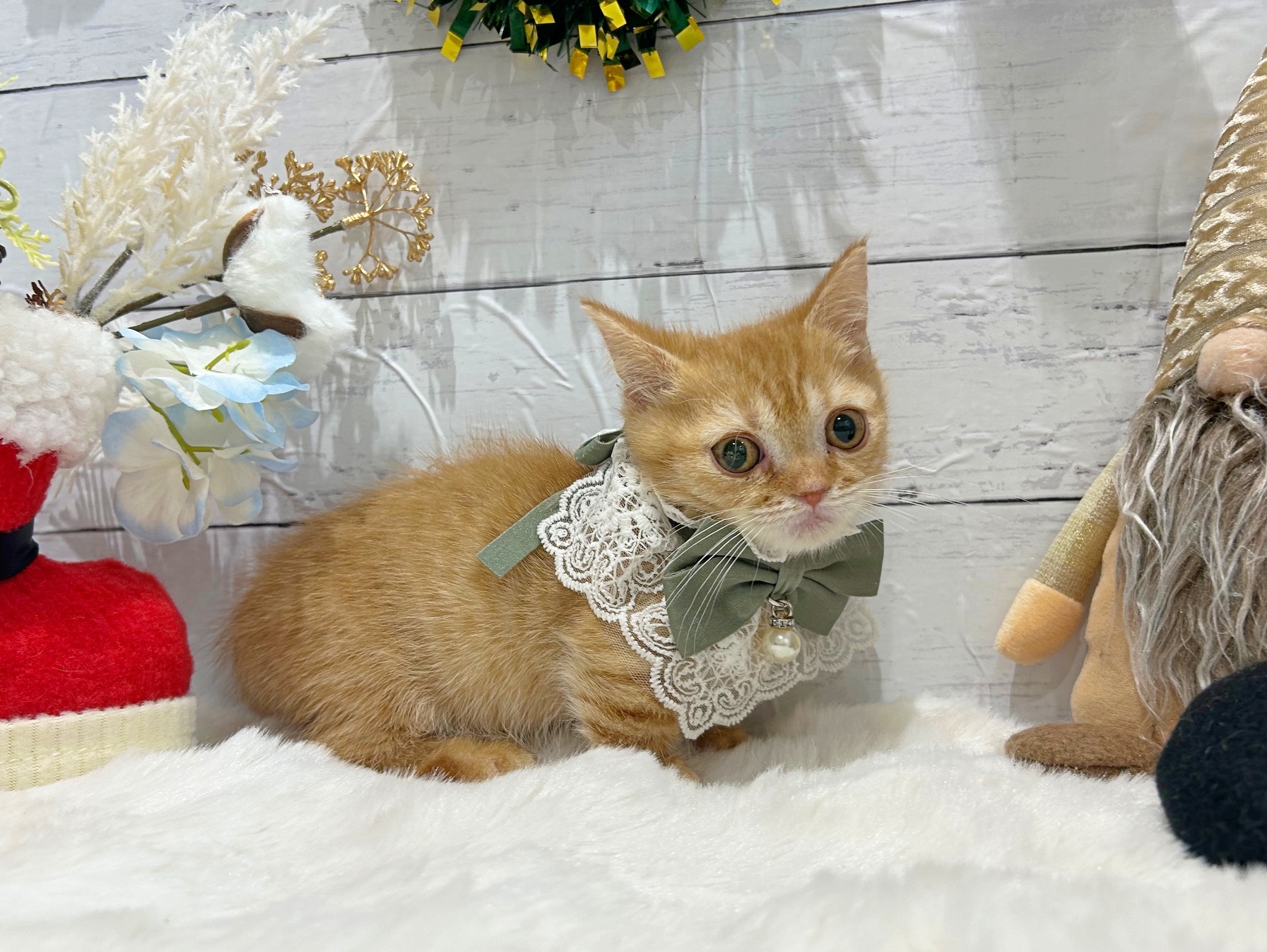 滋賀県のマンチカン (ペッツワン堅田店/2025年10月1日生まれ/男の子/レッドタビー)の子猫の2枚目の画像