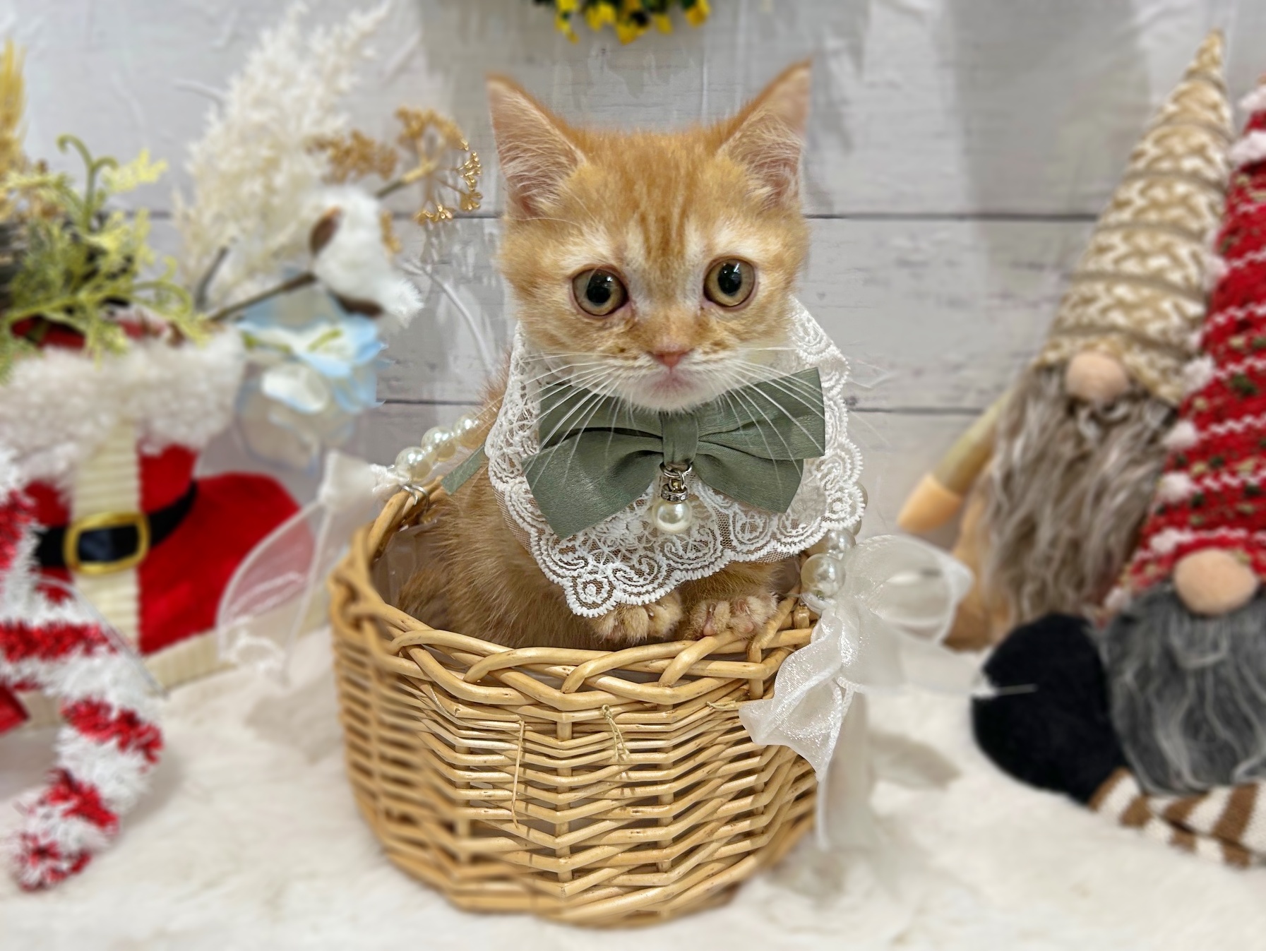 滋賀県のマンチカン (ペッツワン堅田店/2025年10月1日生まれ/男の子/レッドタビー)の子猫の1枚目の画像