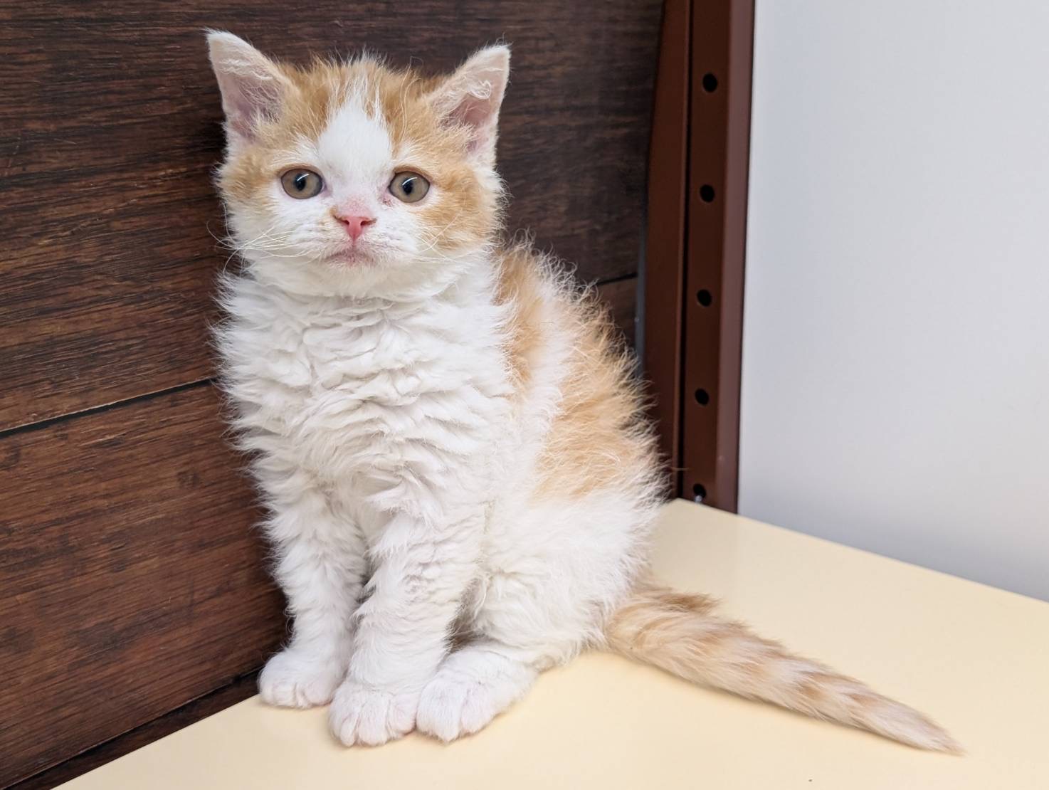 愛知県のセルカークレックス (ペッツワン名古屋大高インター店/2025年10月7日生まれ/女の子/レッドタビーホワイト)の子猫の1枚目の画像