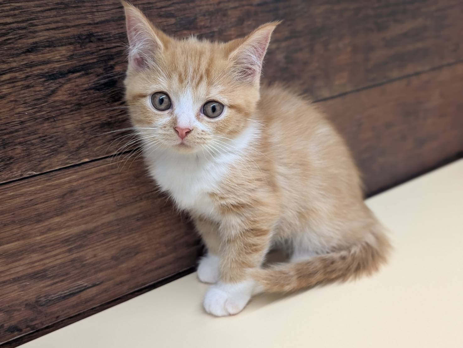 愛知県のマンチカン (ペッツワン名古屋大高インター店/2025年9月26日生まれ/女の子/レッドタビーホワイト)の子猫