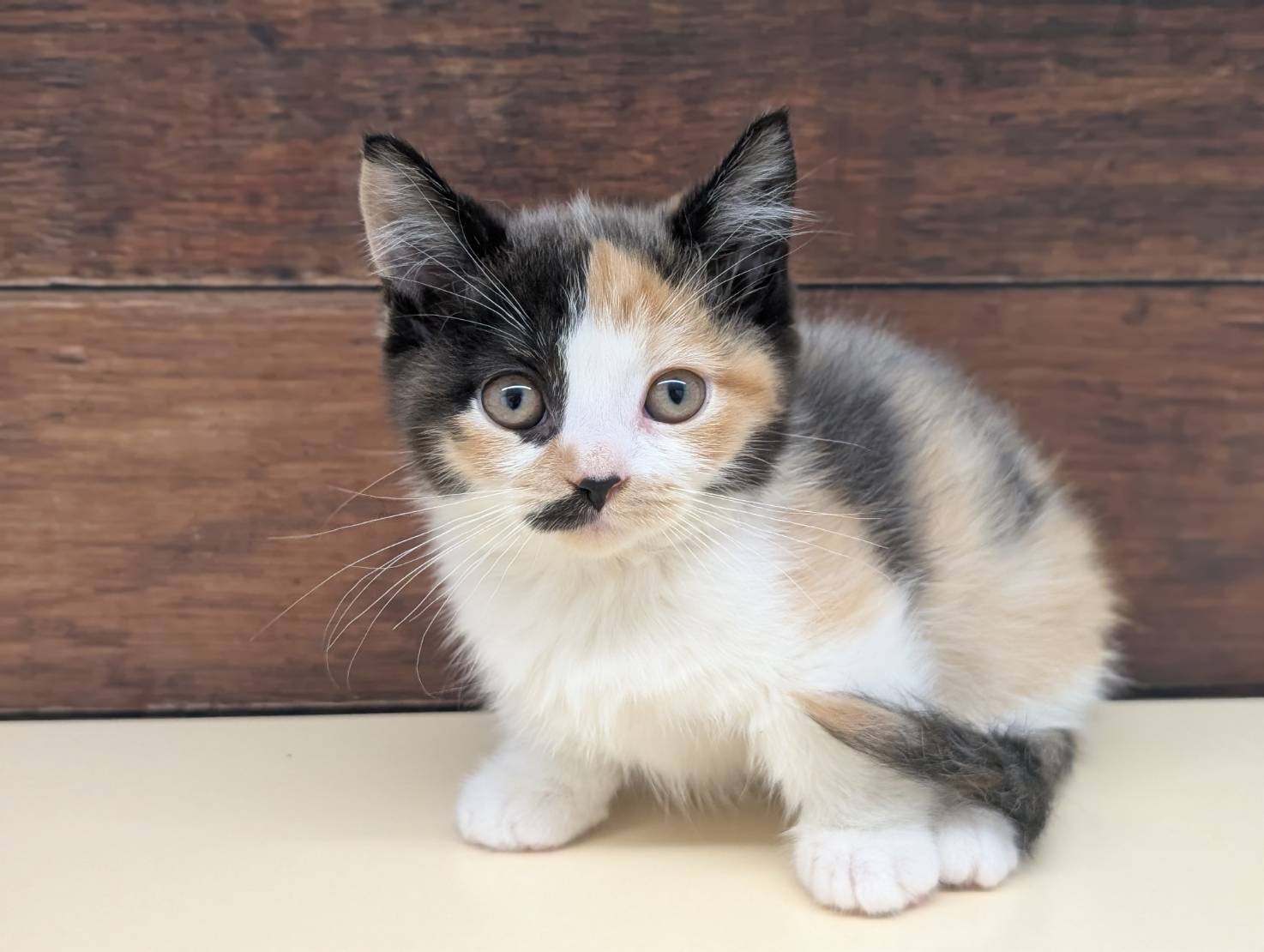 愛知県のマンチカン (ペッツワン名古屋大高インター店/2025年9月26日生まれ/女の子/ブラウンパッチドタビーホワイト)の子猫の1枚目の画像