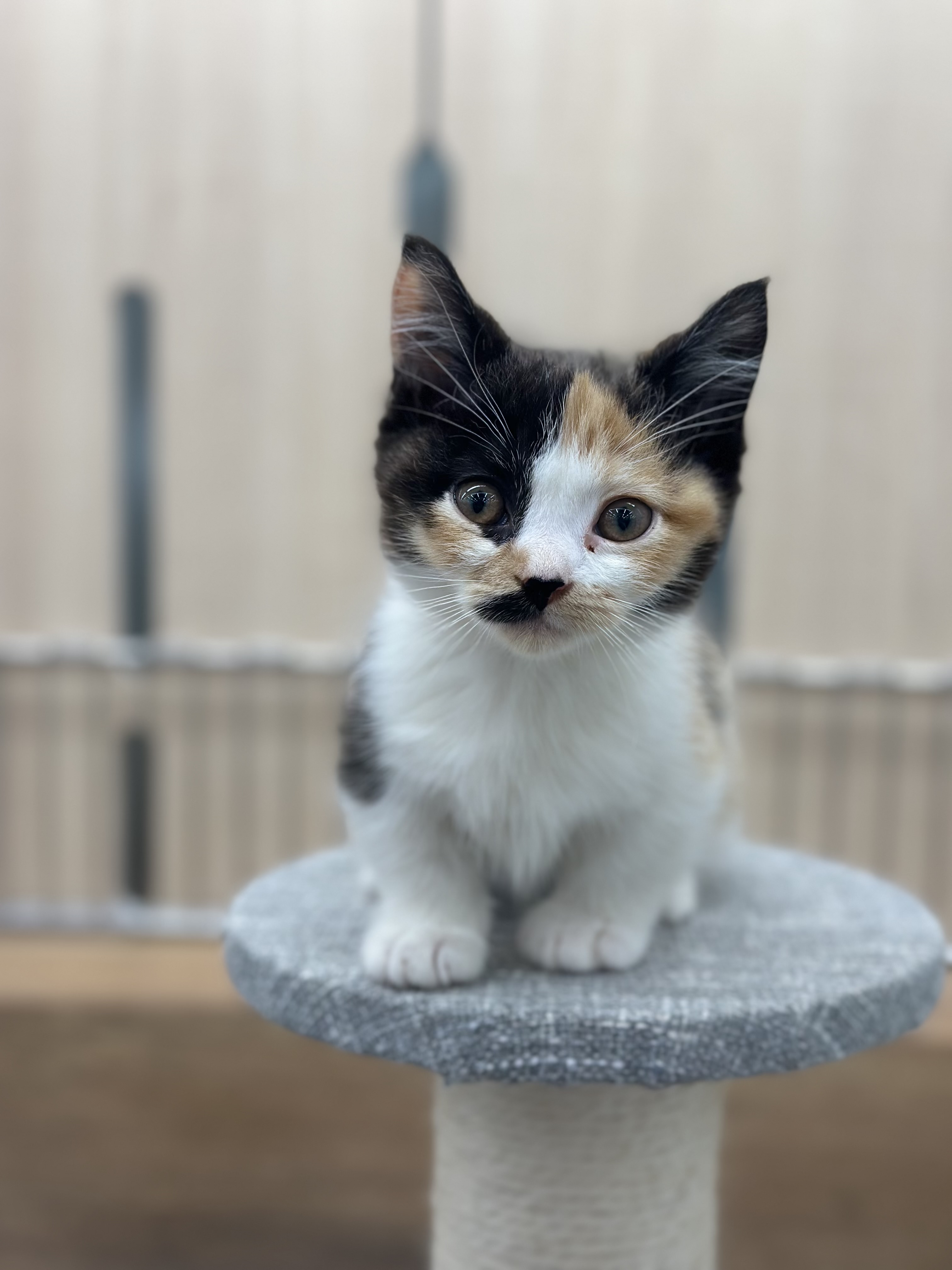 愛知県のマンチカン (ペッツワン名古屋大高インター店/2025年9月26日生まれ/女の子/ブラウンパッチドタビーホワイト)の子猫の2枚目の画像