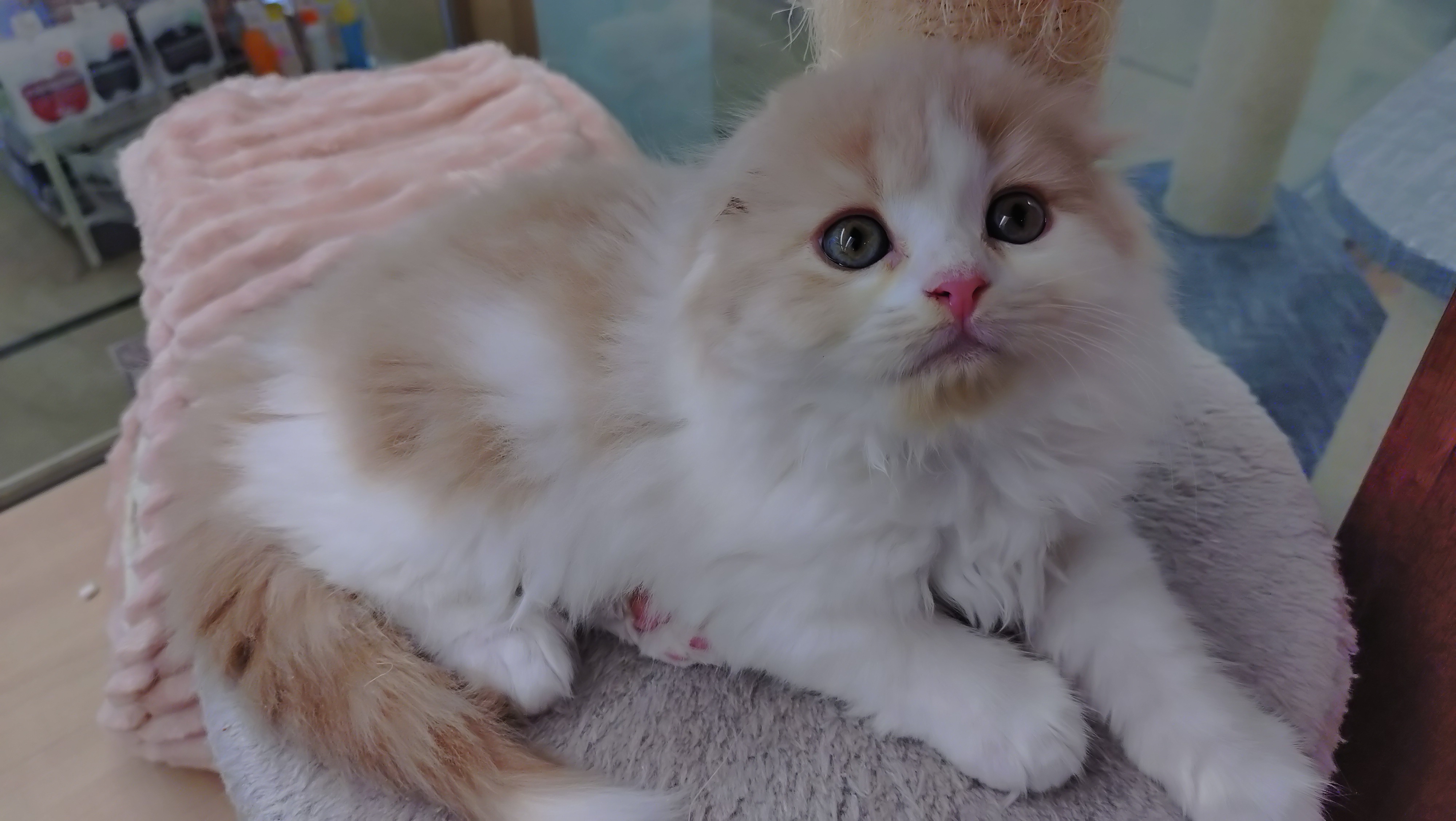 岐阜県のスコティッシュフォールド (ペッツワン関店/2025年10月8日生まれ/女の子/クリームタビーホワイト)の子猫の1枚目の画像