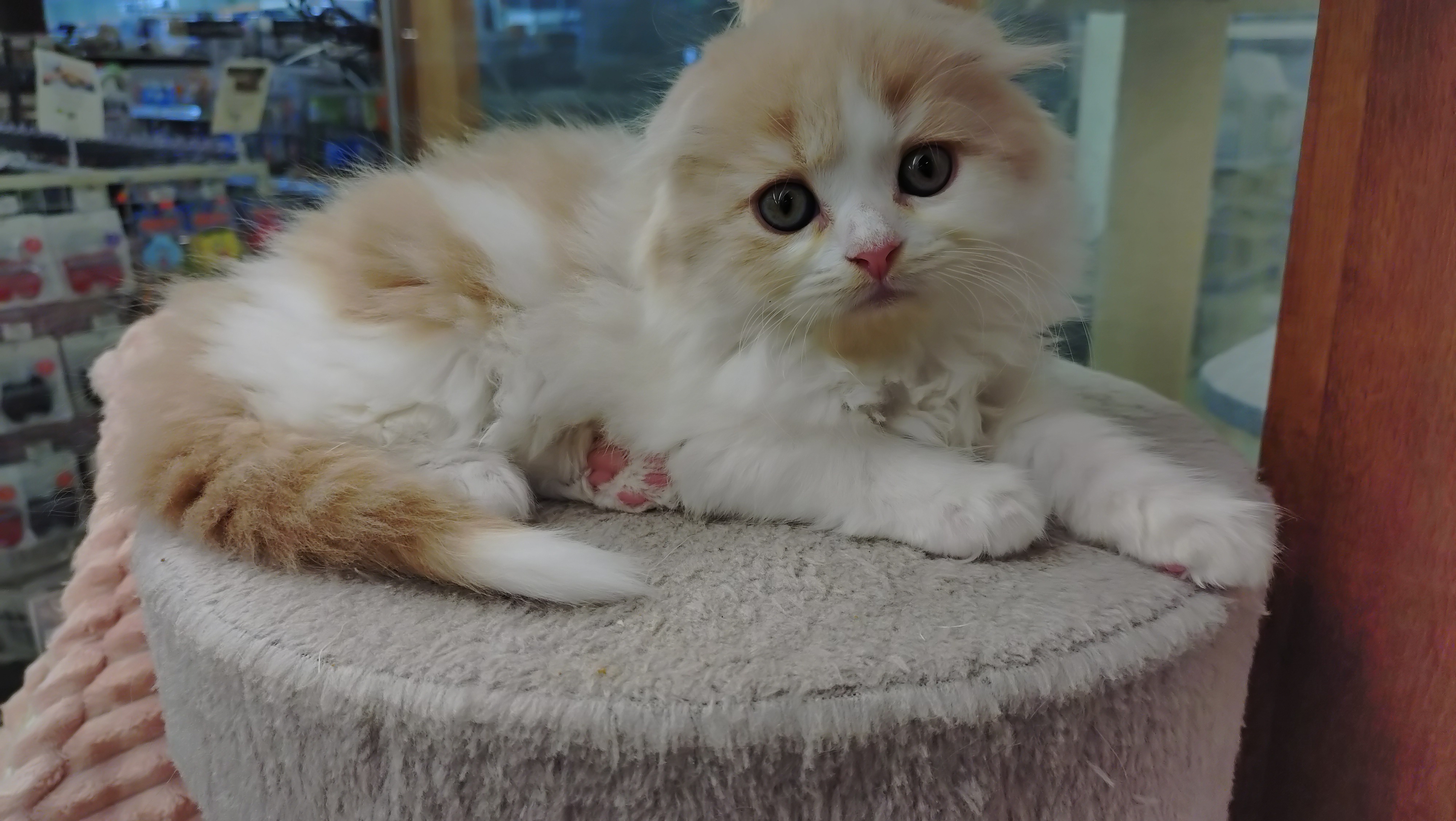岐阜県のスコティッシュフォールド (ペッツワン関店/2025年10月8日生まれ/女の子/クリームタビーホワイト)の子猫の2枚目の画像