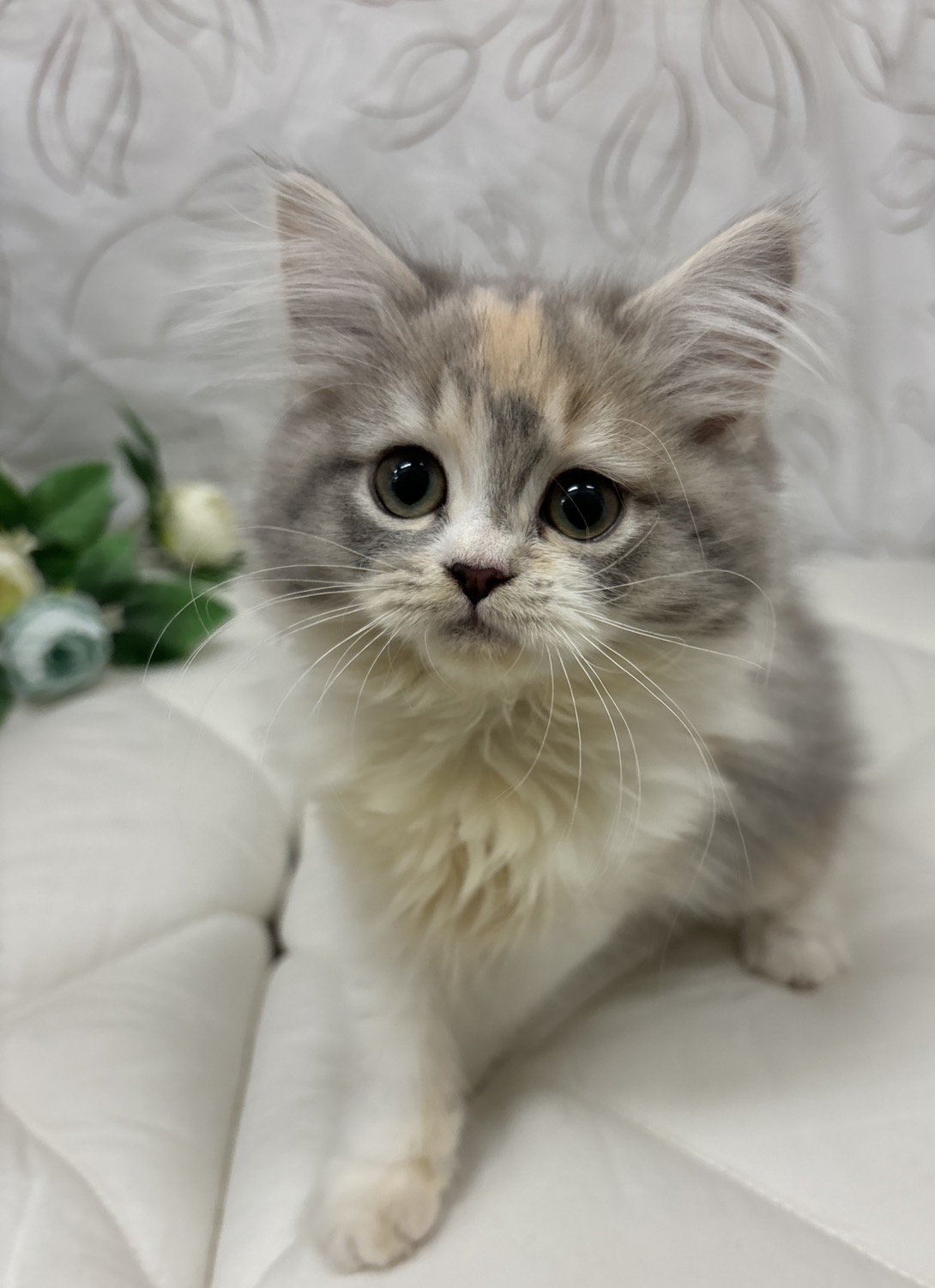 茨城県のスコティッシュフォールド (ペッツワン石岡玉里店/2025年7月16日生まれ/女の子/ダイリュートキャリコ)の子猫