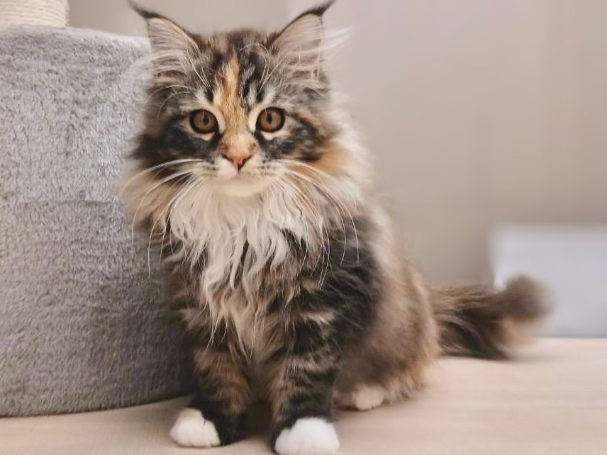 福島県のメインクーン (ペッツワン郡山富田店/2025年8月8日生まれ/女の子/ブラウンパッチドタビーホワイト)の子猫