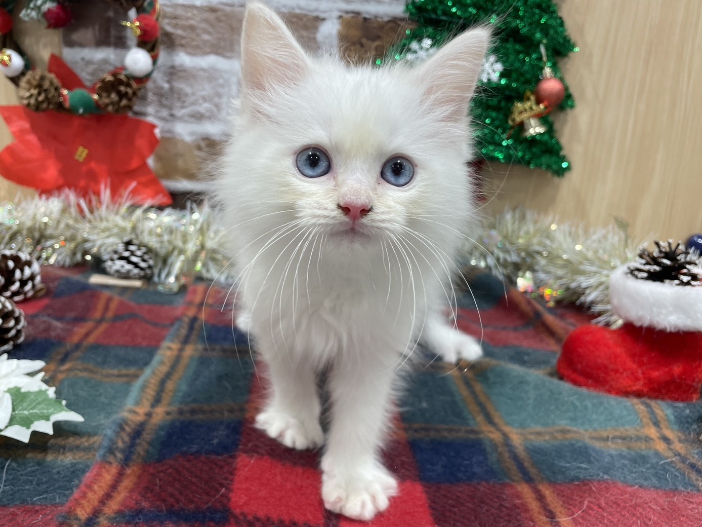 福島県のラグドール (ペッツワン会津若松店/2025年10月10日生まれ/男の子/クリームポイントバイカラー)の子猫の1枚目の画像