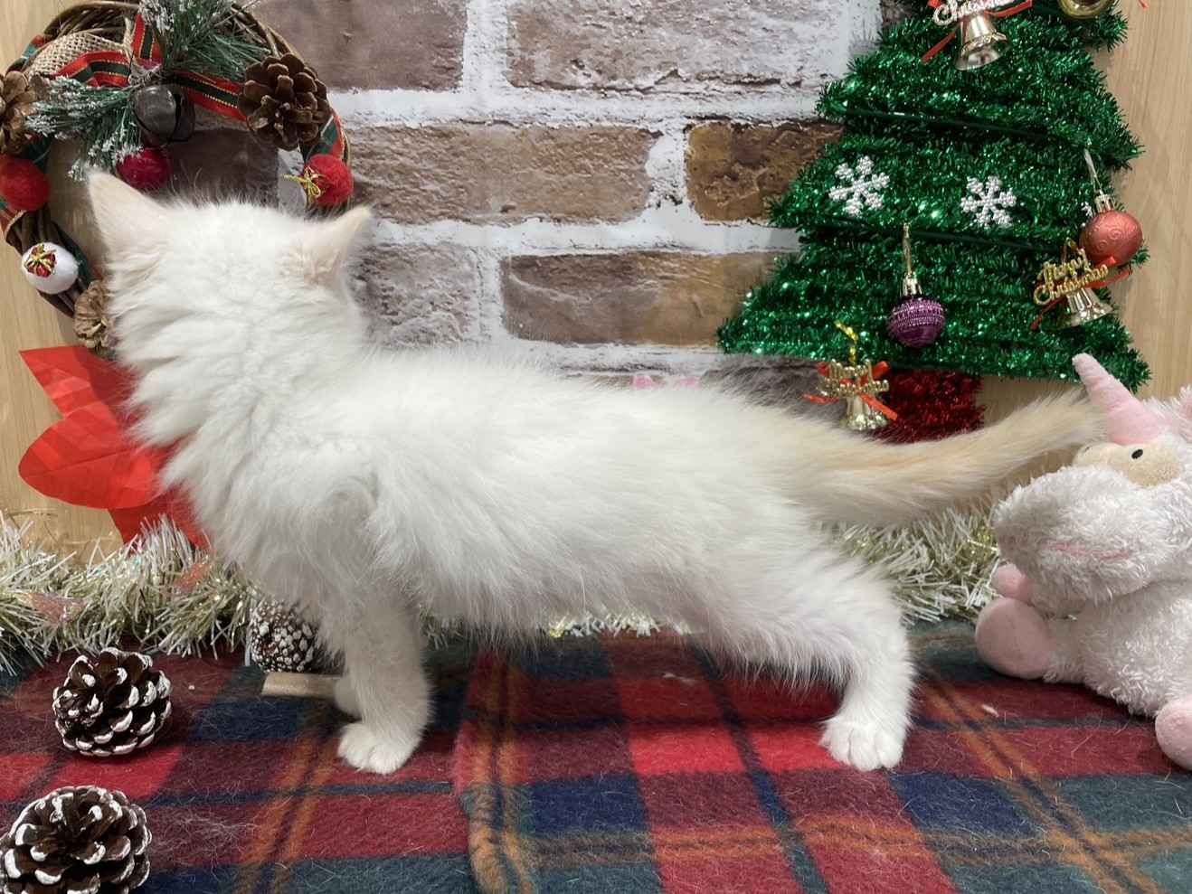 福島県のラグドール (ペッツワン会津若松店/2025年10月10日生まれ/男の子/クリームポイントバイカラー)の子猫の3枚目の画像