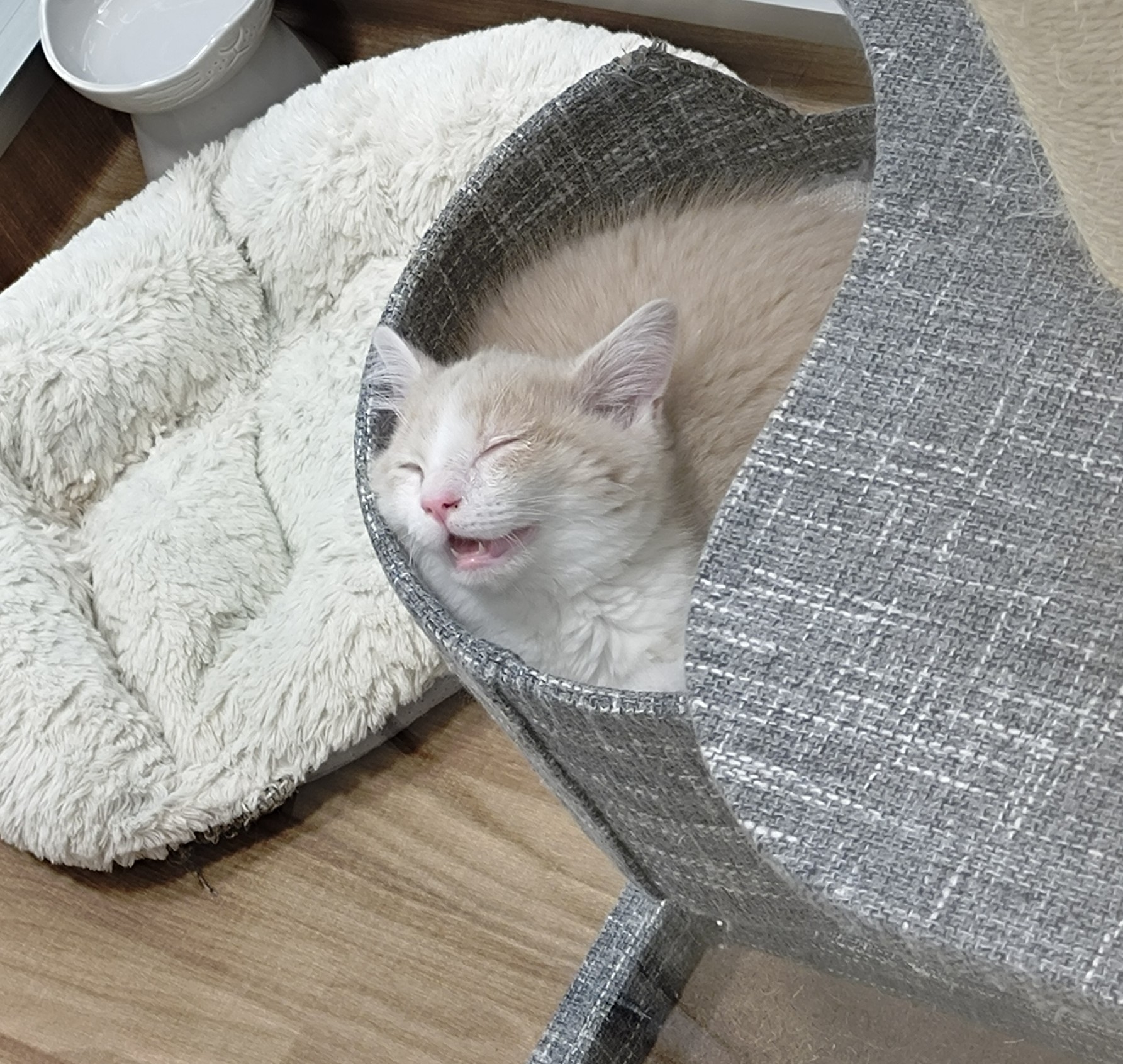 岐阜県のマンチカン (ペッツワン関店/2025年9月29日生まれ/男の子/クリームタビーホワイト)の子猫の2枚目の画像