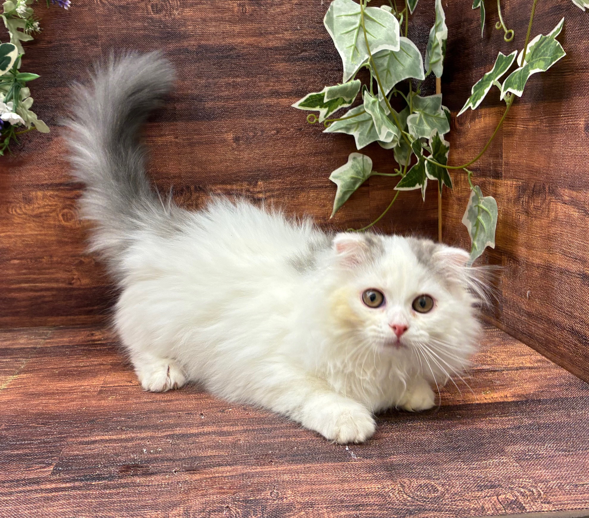 千葉県のスコティッシュフォールド (ペッツワン市原店/2025年9月3日生まれ/男の子/ブルーホワイト)の子猫の1枚目の画像