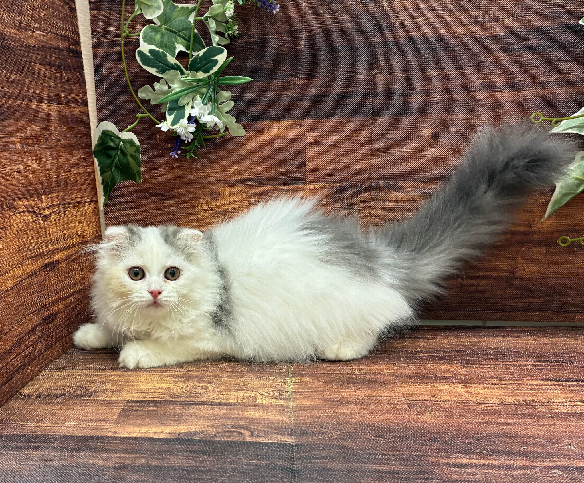 千葉県のスコティッシュフォールド (ペッツワン市原店/2025年9月3日生まれ/男の子/ブルーホワイト)の子猫の2枚目の画像