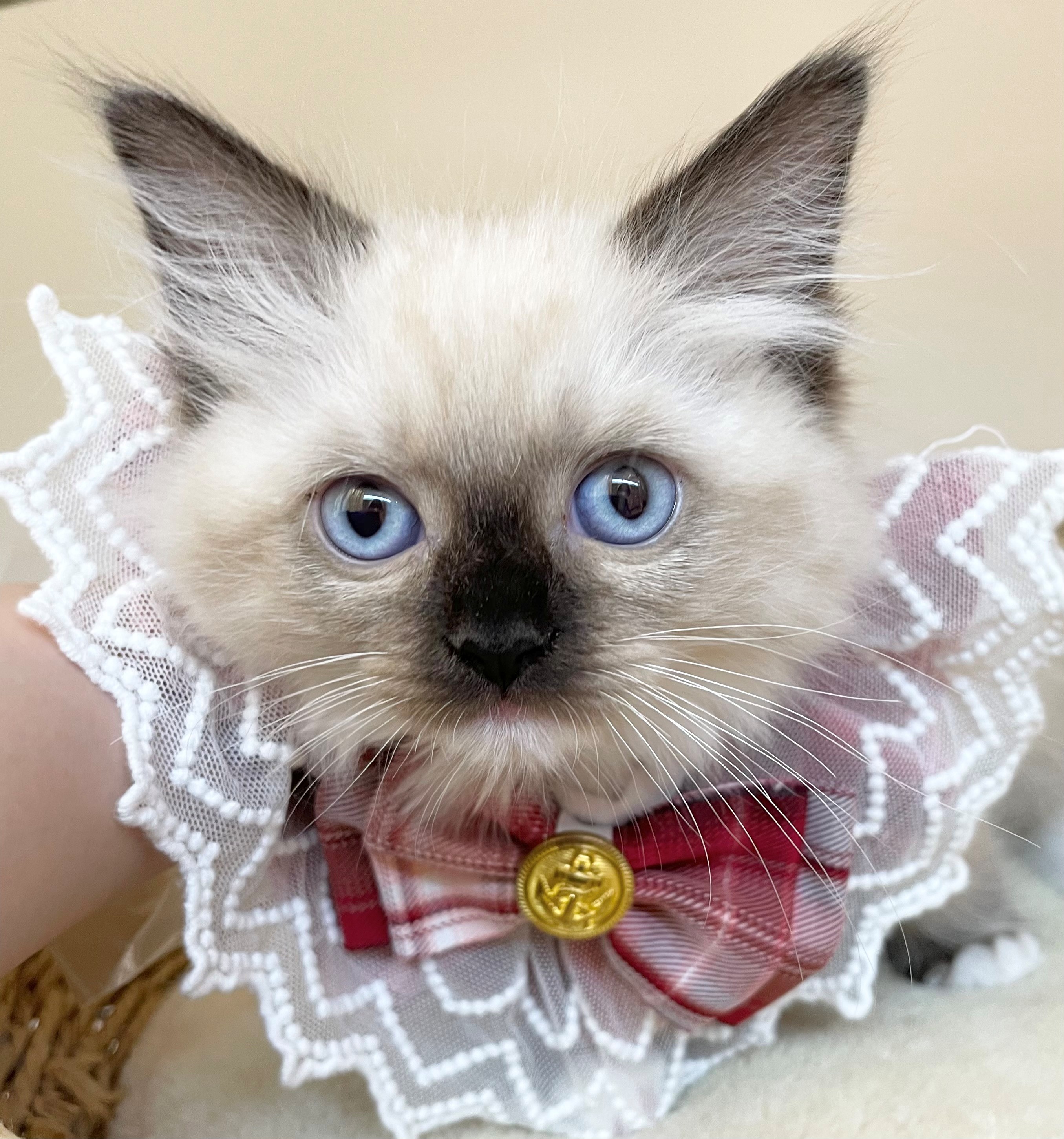 岐阜県のラグドール (ペッツワン可児店/2025年10月8日生まれ/女の子/シールポイント)の子猫の1枚目の画像