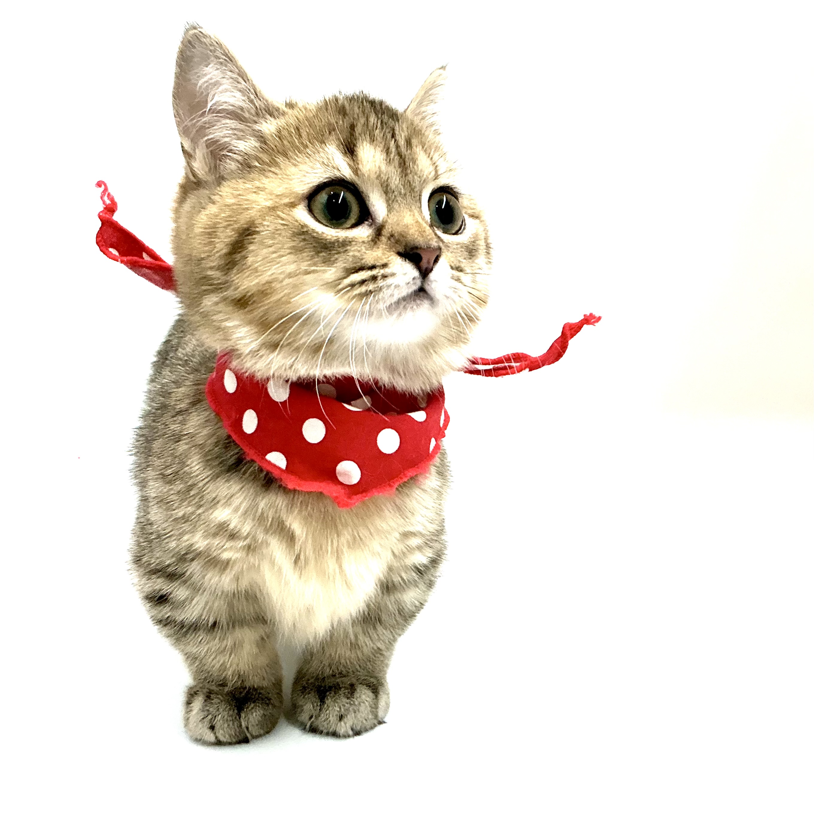 埼玉県のマンチカン (ペッツワン鶴ヶ島店/2025年8月18日生まれ/女の子/ブラウンパッチドタビー)の子猫の2枚目の画像