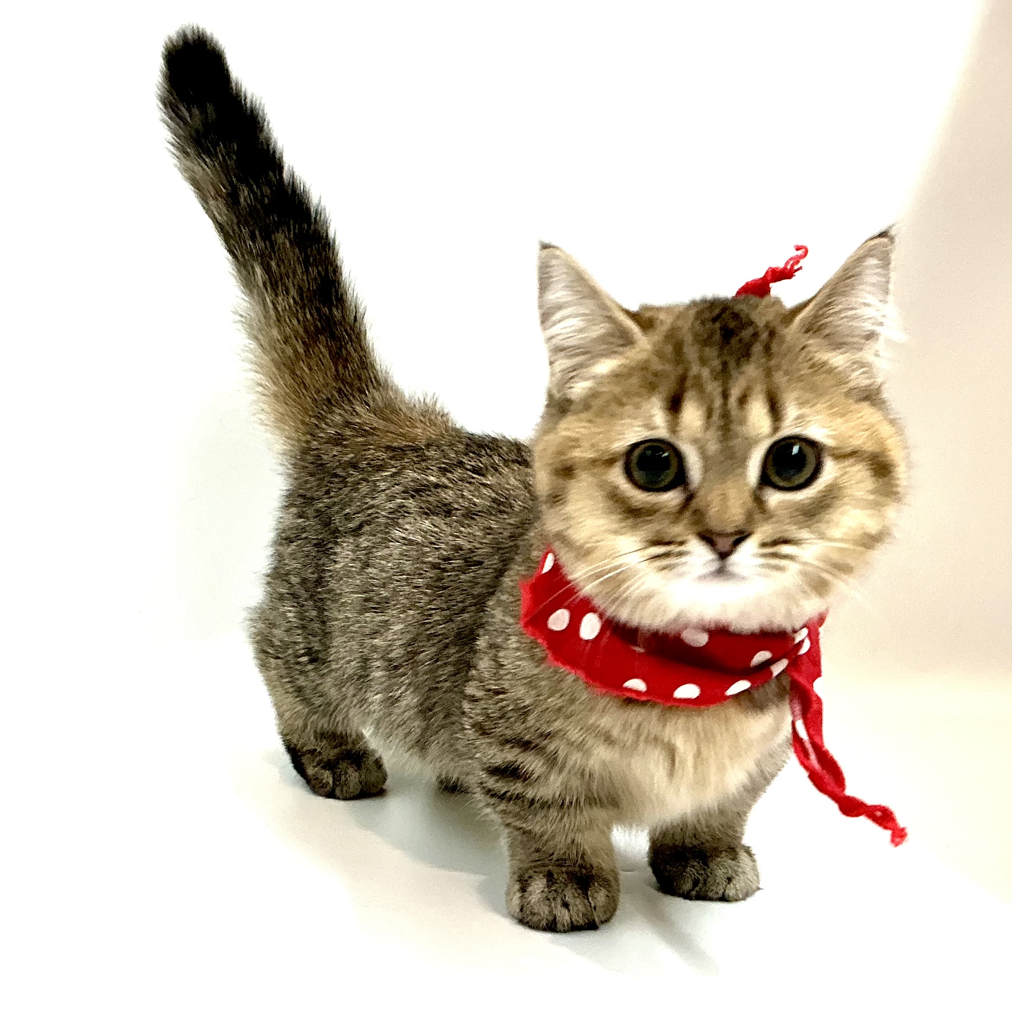 埼玉県のマンチカン (ペッツワン鶴ヶ島店/2025年8月18日生まれ/女の子/ブラウンパッチドタビー)の子猫の1枚目の画像