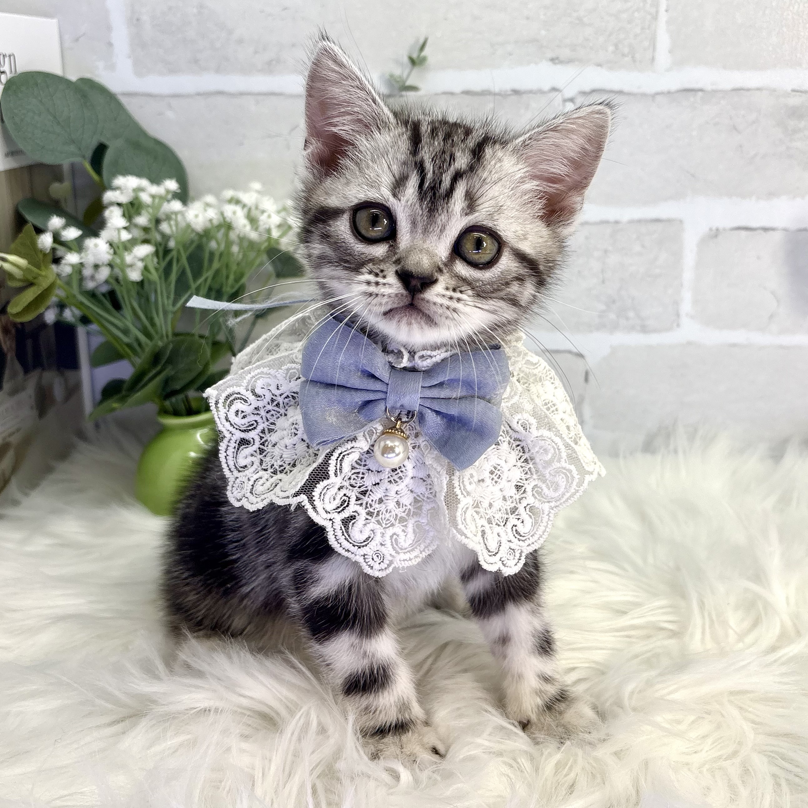 大阪府のアメリカンショートヘアー (ペッツワン高槻店/2025年10月7日生まれ/男の子/シルバータビー)の子猫の2枚目の画像