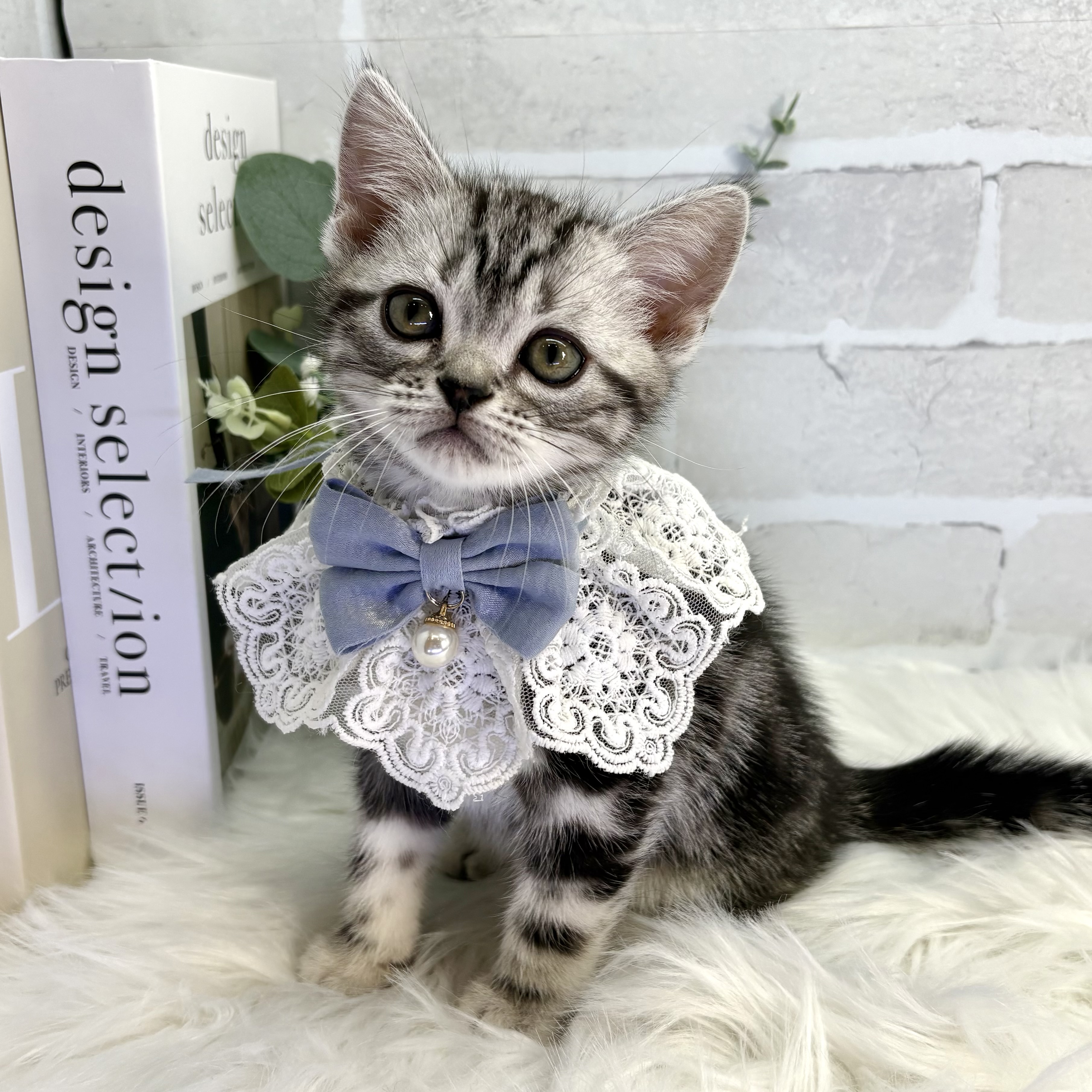 大阪府のアメリカンショートヘアー (ペッツワン高槻店/2025年10月7日生まれ/男の子/シルバータビー)の子猫の3枚目の画像