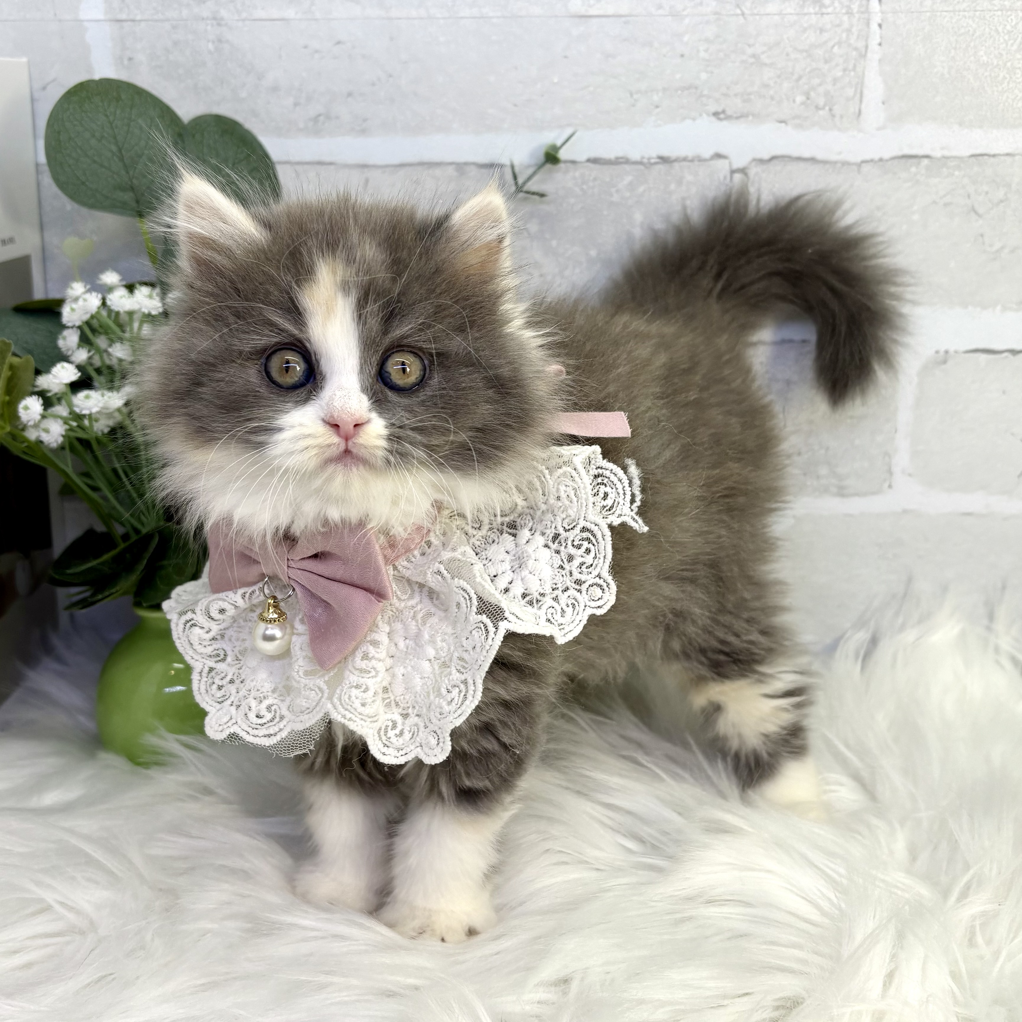 大阪府のラガマフィン (ペッツワン高槻店/2025年10月8日生まれ/女の子/ブルーパッチドタビーホワイト)の子猫の2枚目の画像