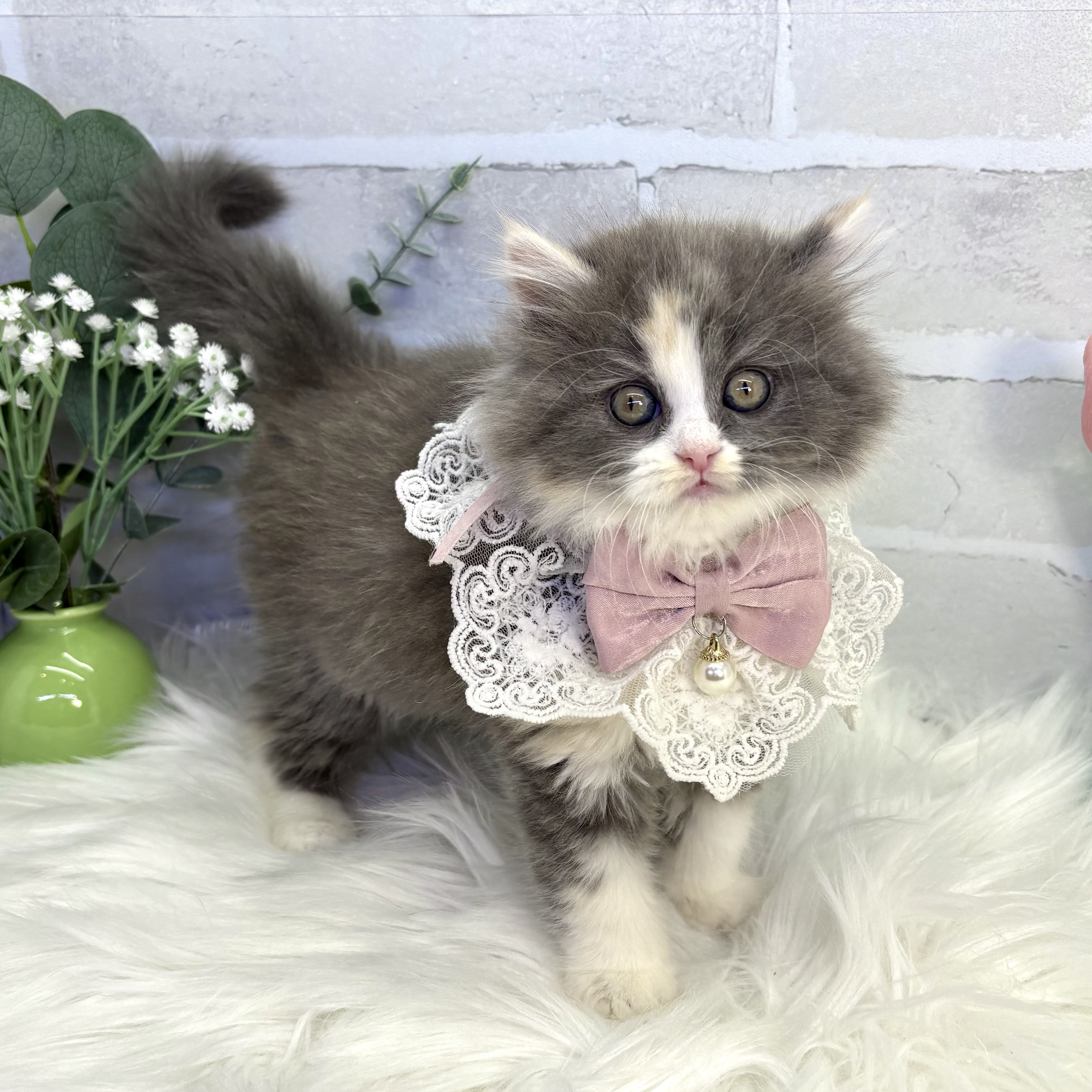 大阪府のラガマフィン (ペッツワン高槻店/2025年10月8日生まれ/女の子/ブルーパッチドタビーホワイト)の子猫の3枚目の画像