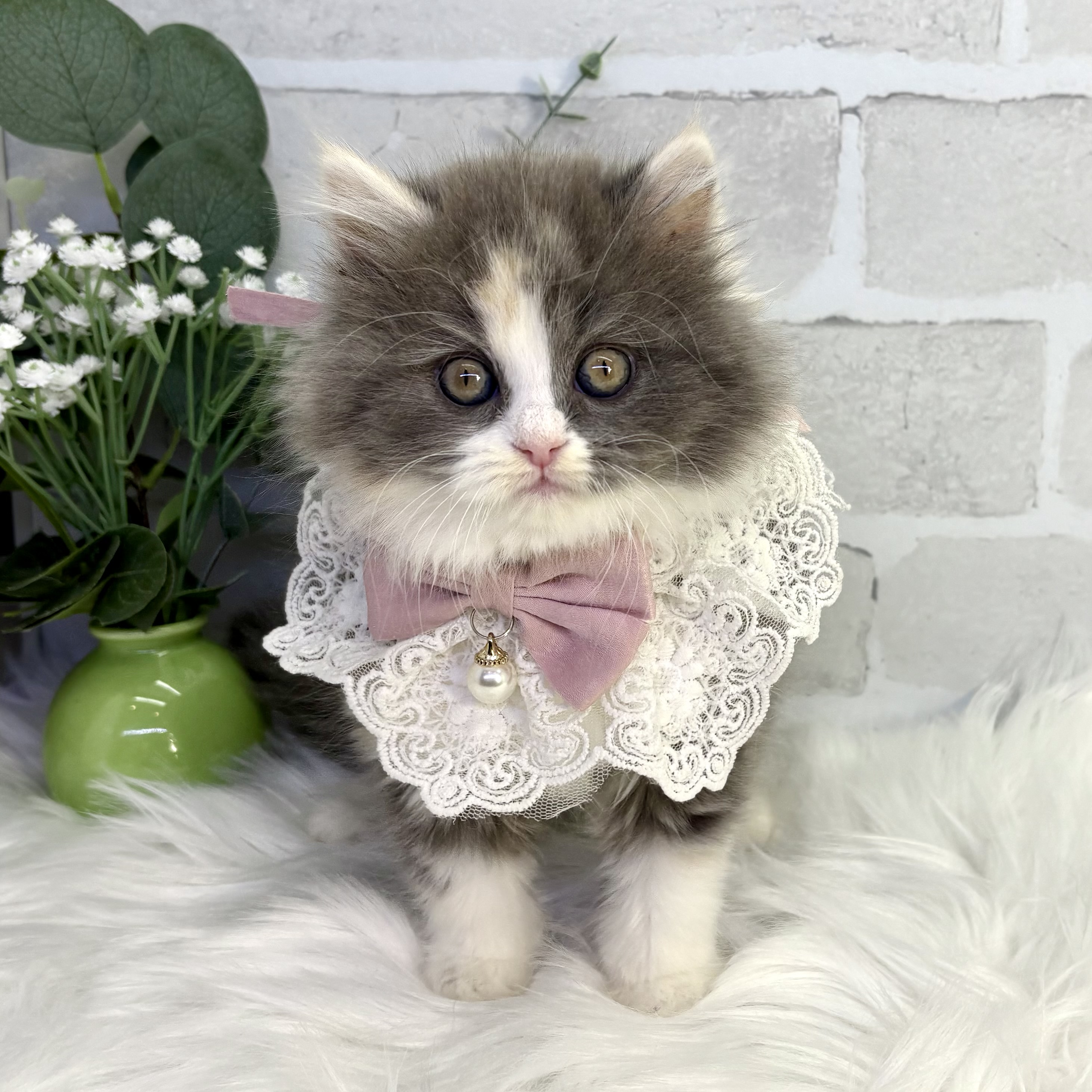 大阪府のラガマフィン (ペッツワン高槻店/2025年10月8日生まれ/女の子/ブルーパッチドタビーホワイト)の子猫の1枚目の画像