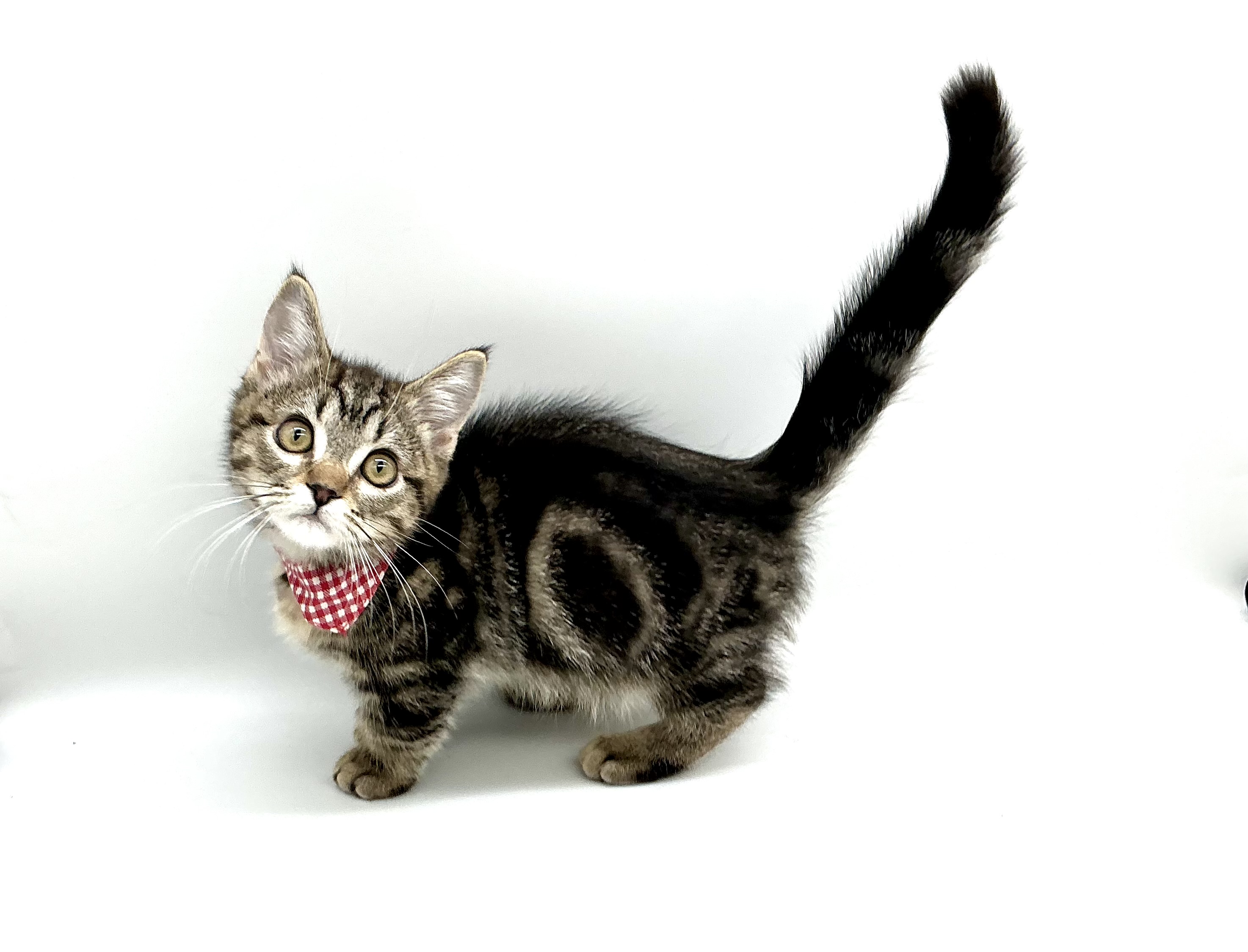 埼玉県のキンカロー (ペッツワン鶴ヶ島店/2025年8月26日生まれ/男の子/ブラウンタビー)の子猫の1枚目の画像