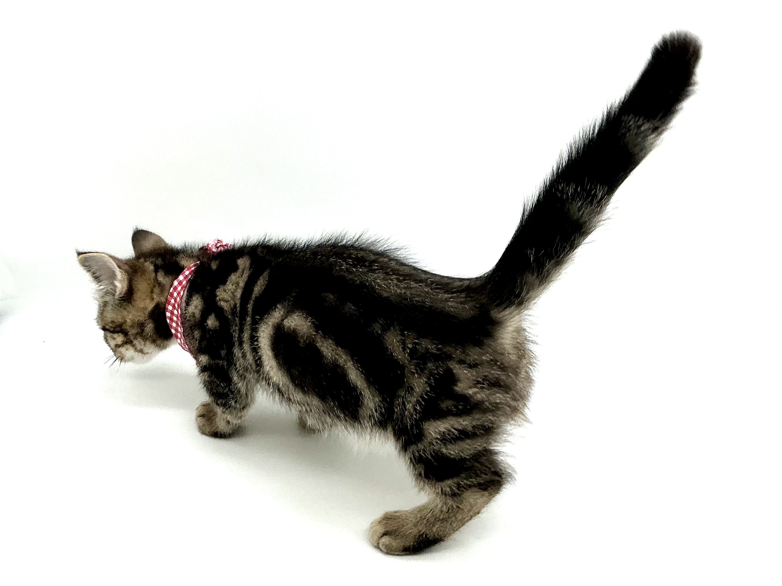 埼玉県のキンカロー (ペッツワン鶴ヶ島店/2025年8月26日生まれ/男の子/ブラウンタビー)の子猫の3枚目の画像