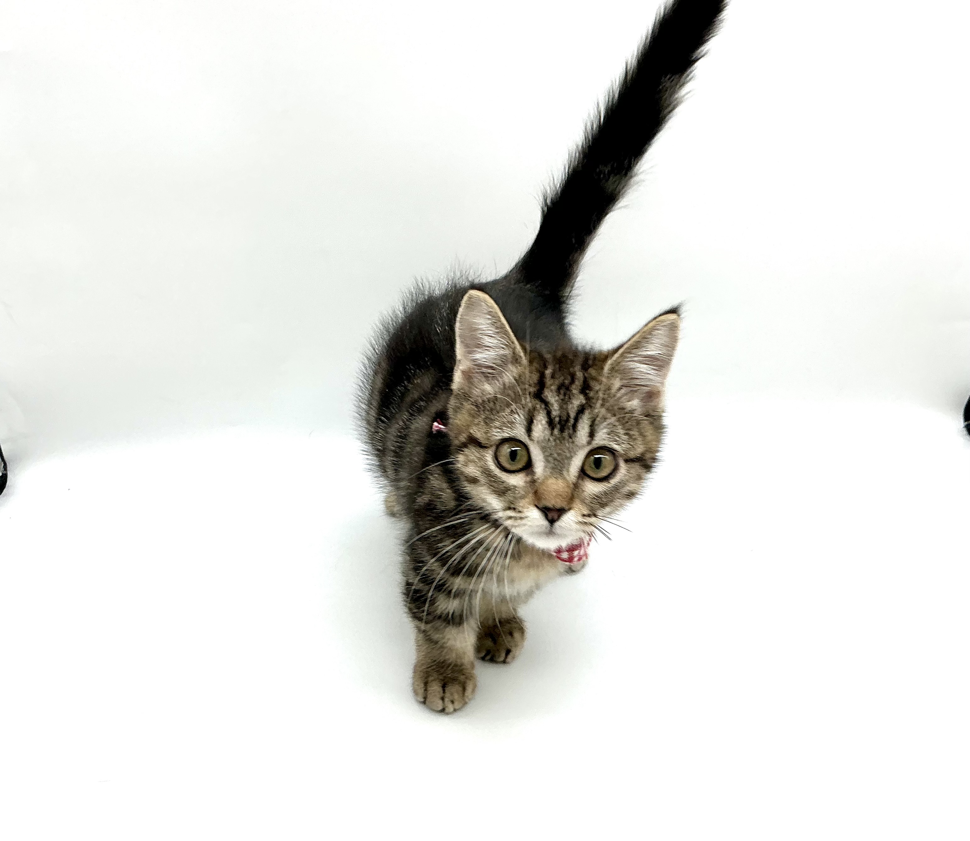 埼玉県のキンカロー (ペッツワン鶴ヶ島店/2025年8月26日生まれ/男の子/ブラウンタビー)の子猫の2枚目の画像