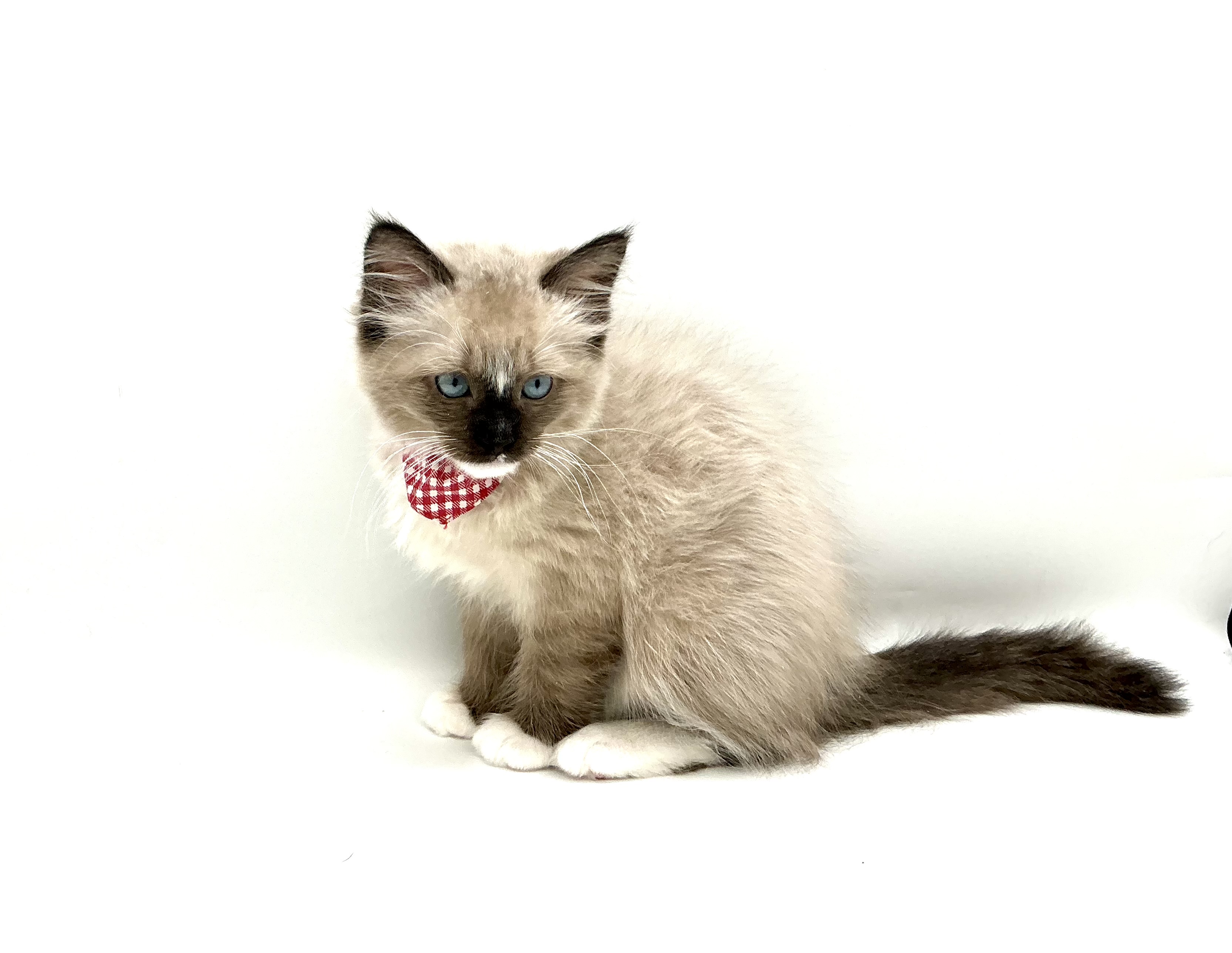 埼玉県のラグドール (ペッツワン鶴ヶ島店/2025年9月23日生まれ/男の子/シールポイントミテッド)の子猫の3枚目の画像