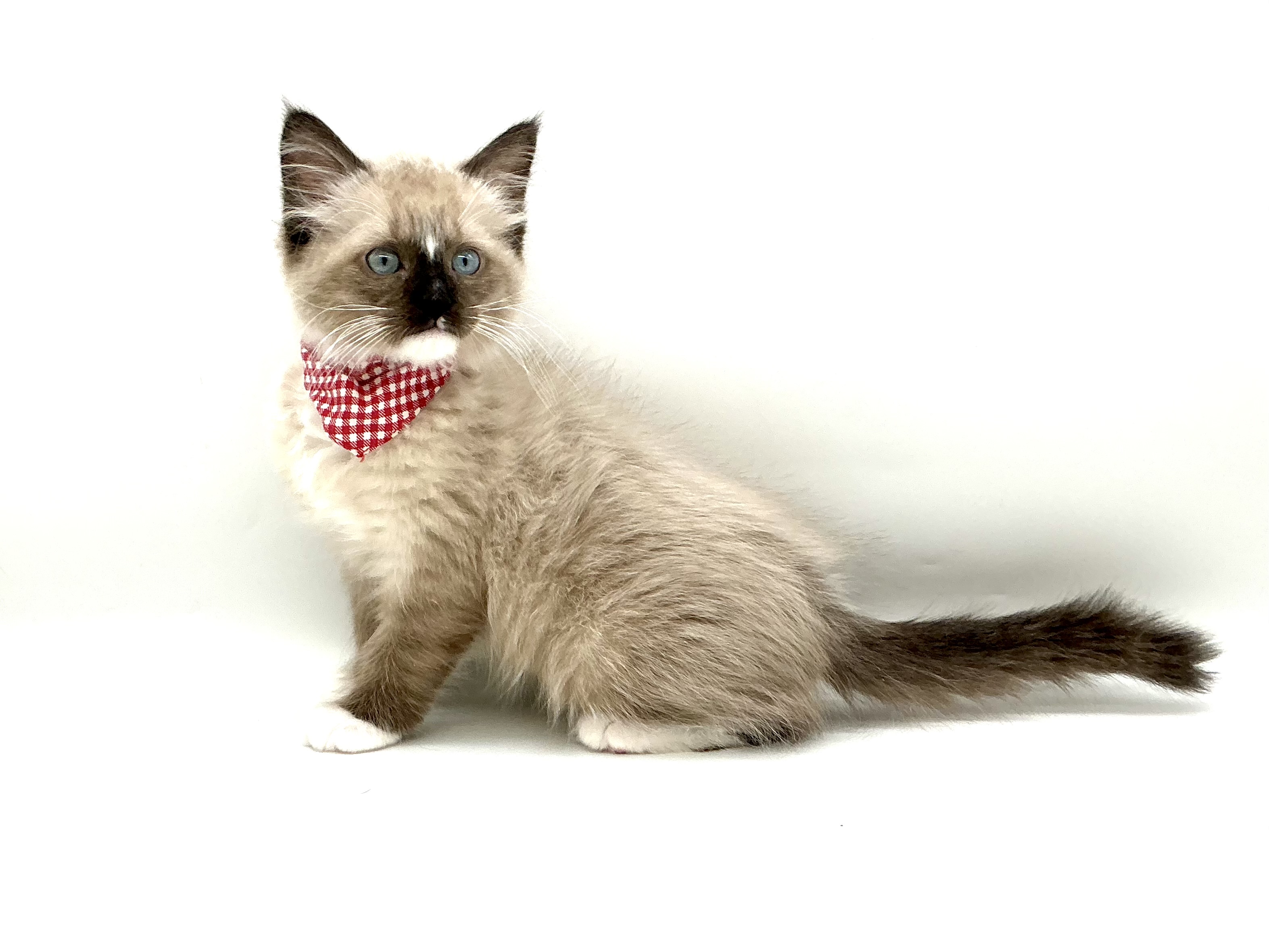 埼玉県のラグドール (ペッツワン鶴ヶ島店/2025年9月23日生まれ/男の子/シールポイントミテッド)の子猫の2枚目の画像