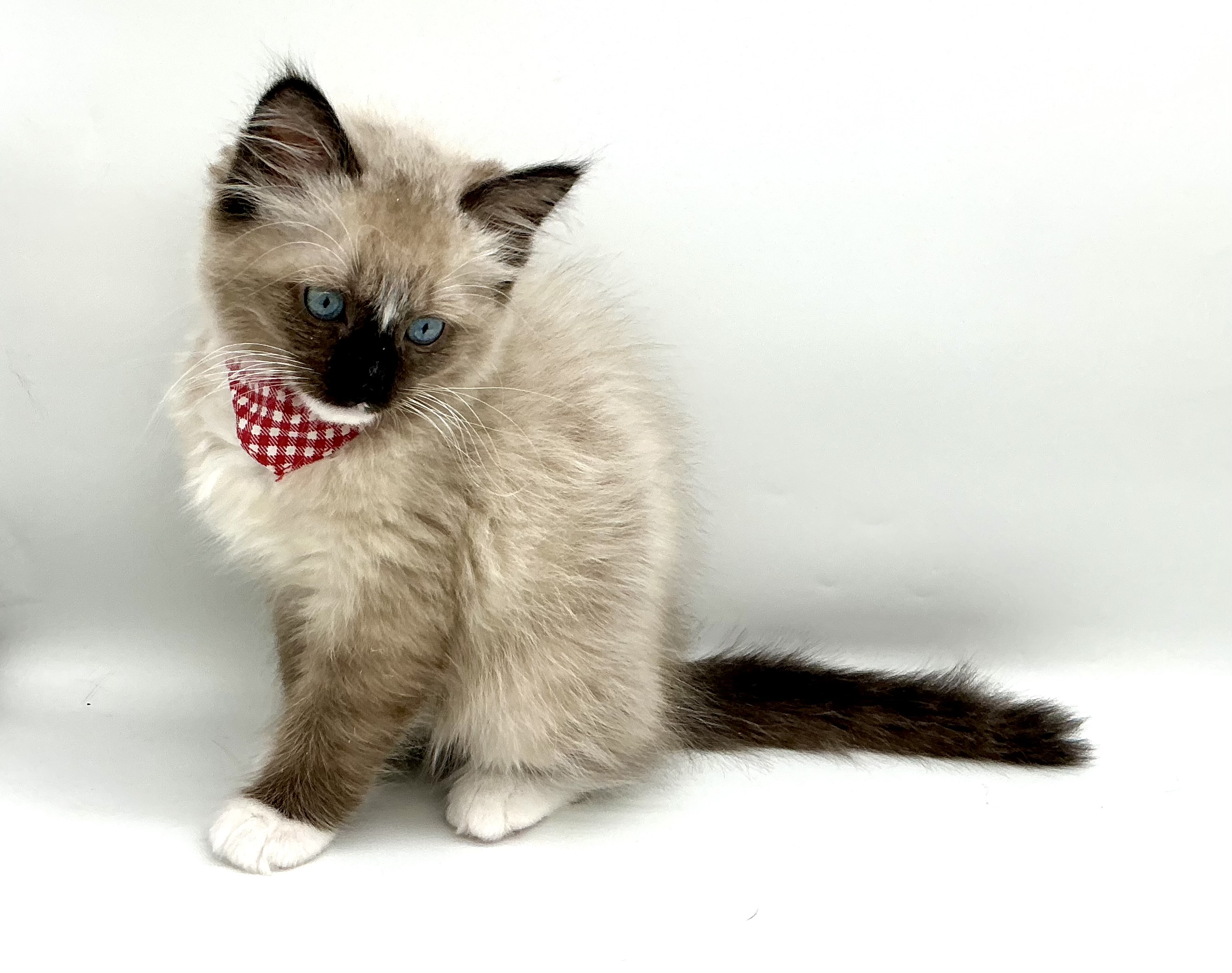 埼玉県のラグドール (ペッツワン鶴ヶ島店/2025年9月23日生まれ/男の子/シールポイントミテッド)の子猫の1枚目の画像