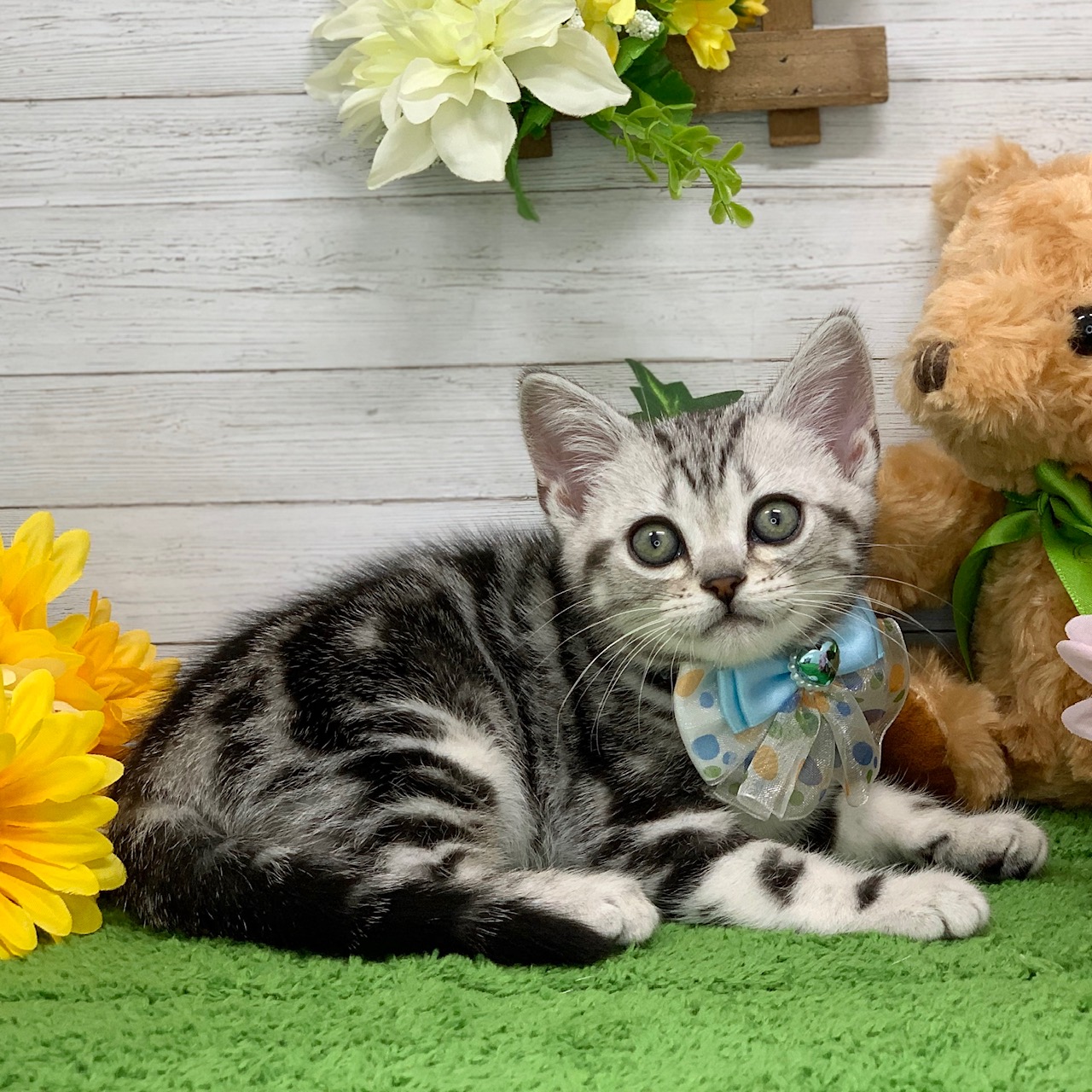 兵庫県のアメリカンショートヘアー (ペッツワン神戸ひよどり台店/2025年10月7日生まれ/男の子/シルバータビー)の子猫の3枚目の画像