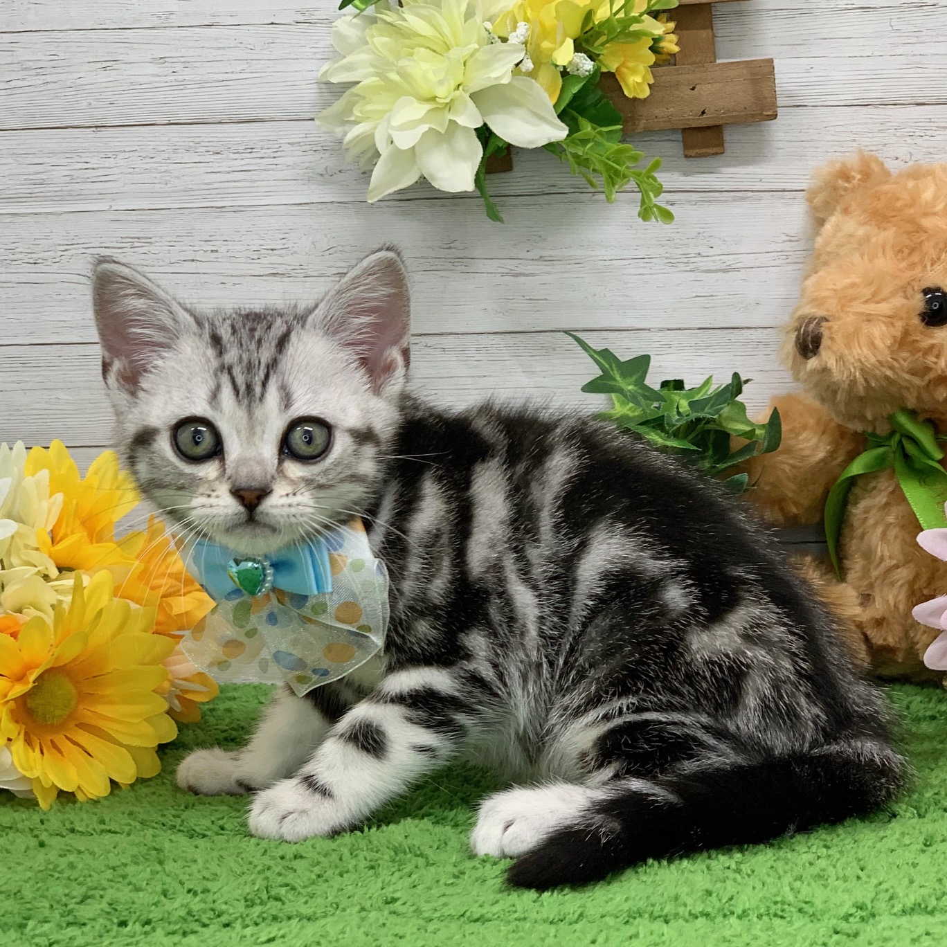 兵庫県のアメリカンショートヘアー (ペッツワン神戸ひよどり台店/2025年10月7日生まれ/男の子/シルバータビー)の子猫の2枚目の画像