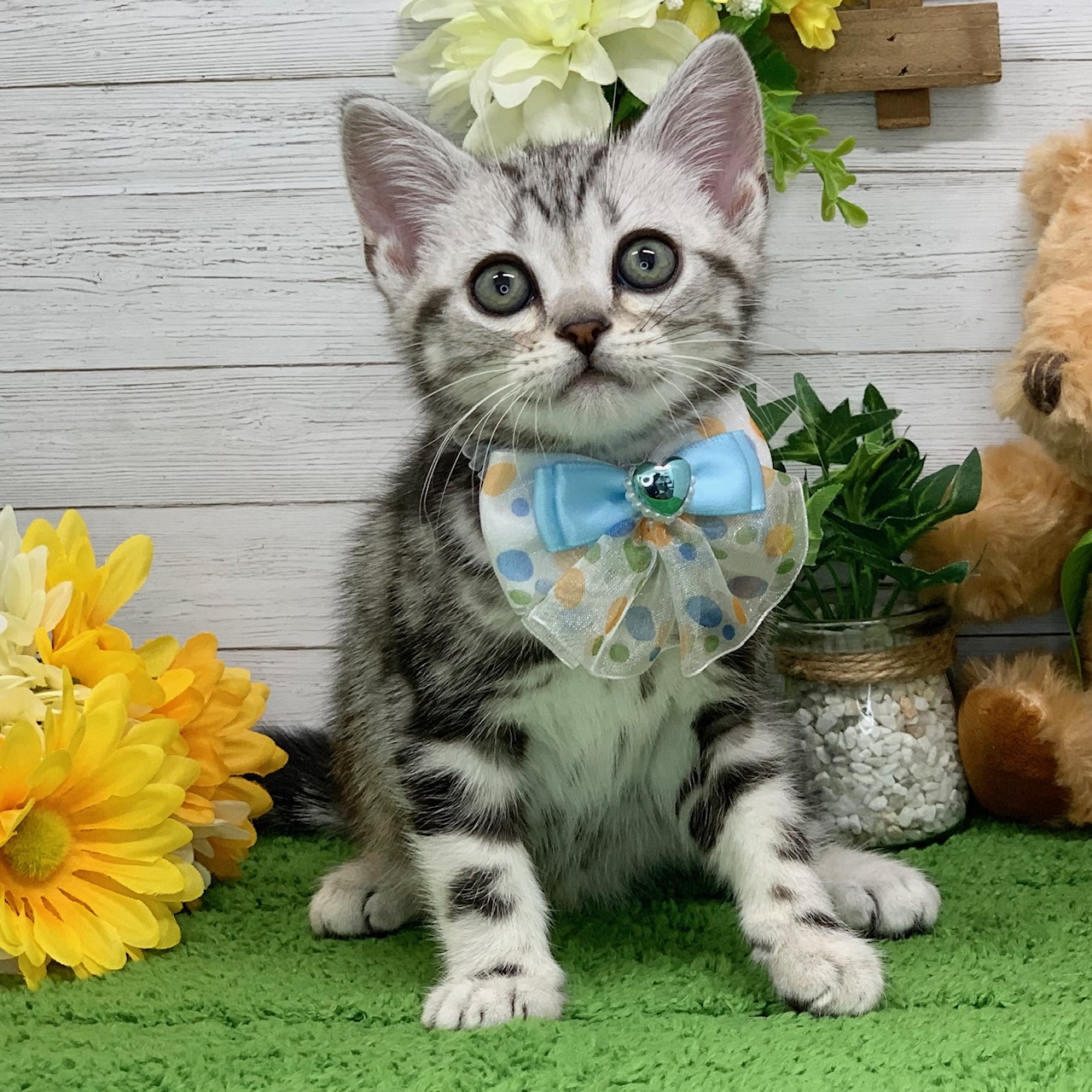 兵庫県のアメリカンショートヘアー (ペッツワン神戸ひよどり台店/2025年10月7日生まれ/男の子/シルバータビー)の子猫の1枚目の画像