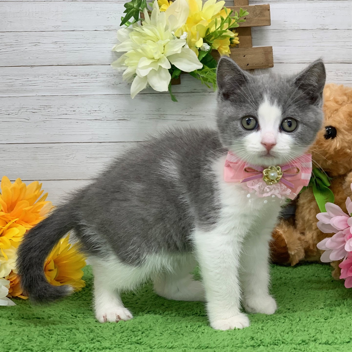 兵庫県のブリティッシュショートヘアー (ペッツワン神戸ひよどり台店/2025年10月9日生まれ/女の子/ブルーホワイト)の子猫の2枚目の画像