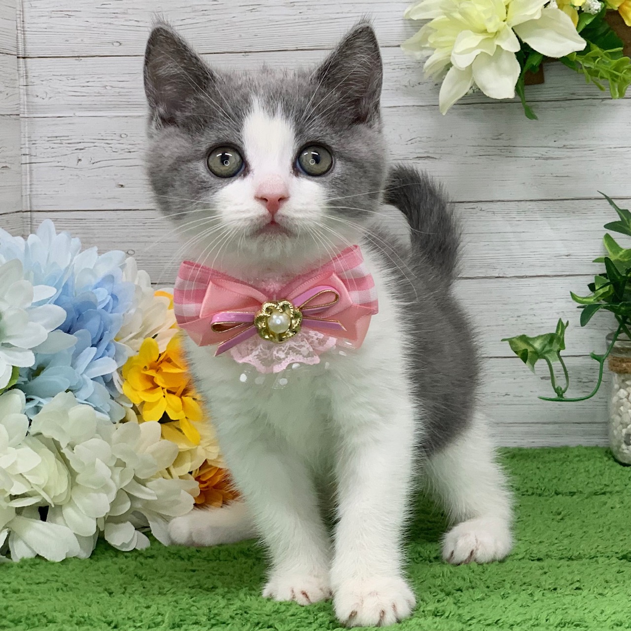 兵庫県のブリティッシュショートヘアー (ペッツワン神戸ひよどり台店/2025年10月9日生まれ/女の子/ブルーホワイト)の子猫の3枚目の画像